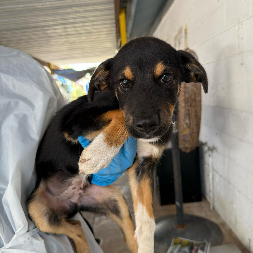 Enlarge Leo, a Adoptable Shepherd in Edinburg, TX image 2/2
