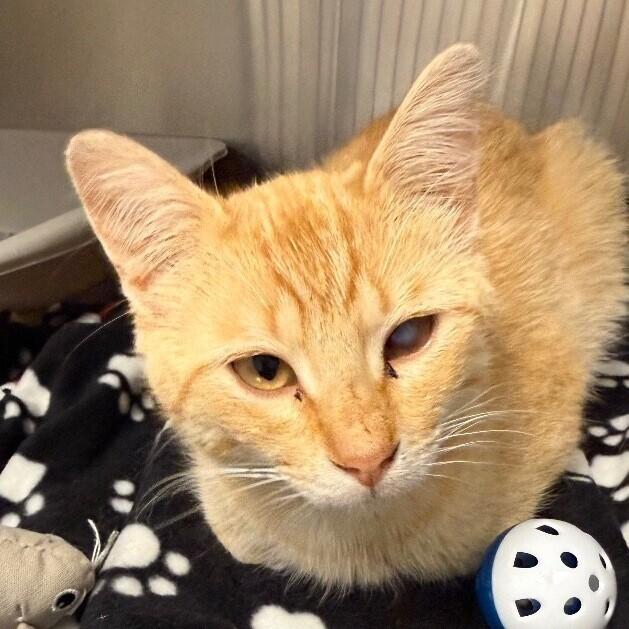 Gary, a Adoptable Domestic Short Hair in Yankton, SD image 1/2