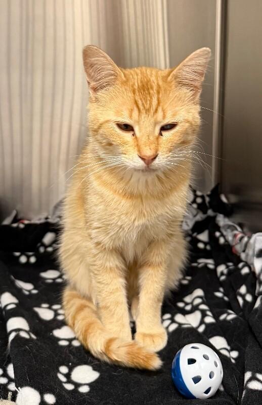 Gary, a Adoptable Domestic Short Hair in Yankton, SD image 2/2