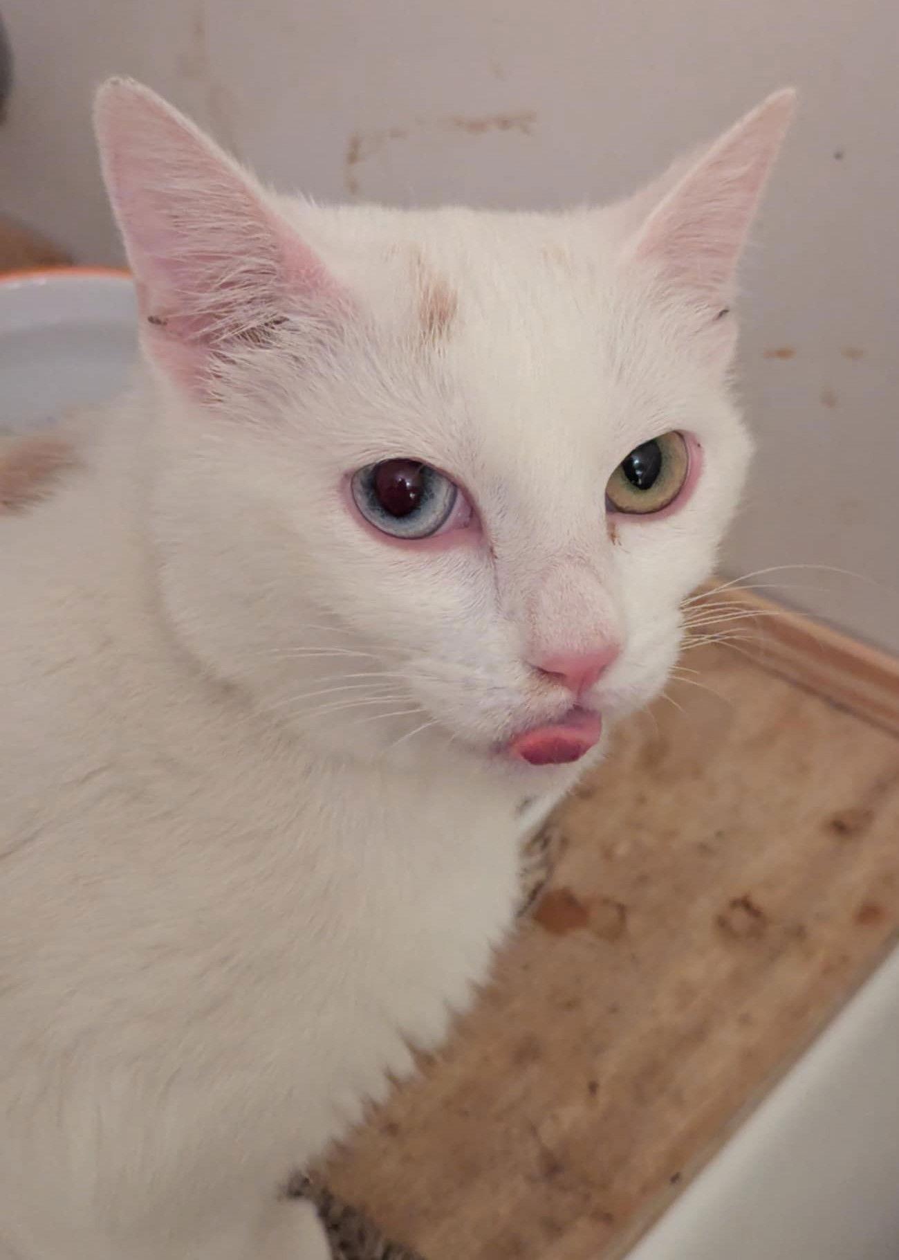 Ophelia Stardust, Adopted, Young Female Domestic Short Hair & Turkish Van.