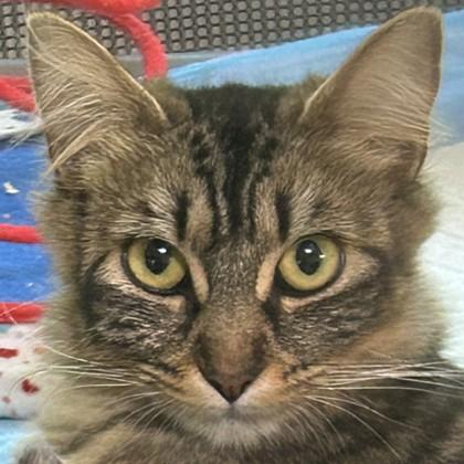 Kellogg, Adoptable, Young Female Domestic Medium Hair & Domestic Short Hair.