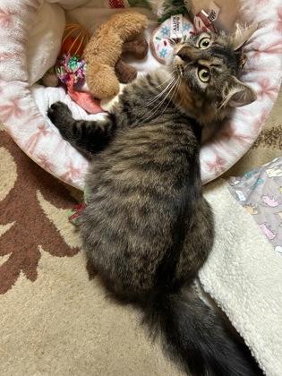 Enlarge Kellogg, a Adoptable mixed breed in Pleasanton, CA image 2/3