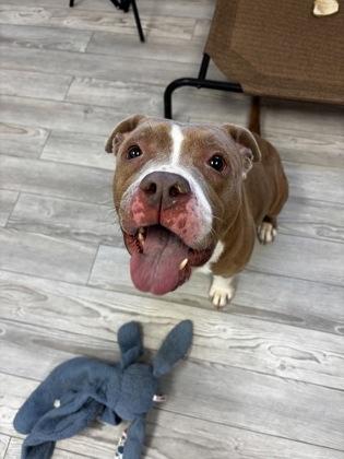 Irene, Adoptable, Senior Female Mixed Breed & Mixed Breed.