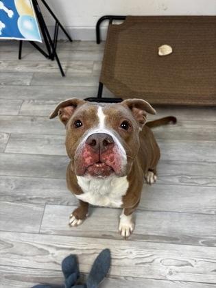 Enlarge Irene, a Adoptable mixed breed in South Bend, IN image 2/2