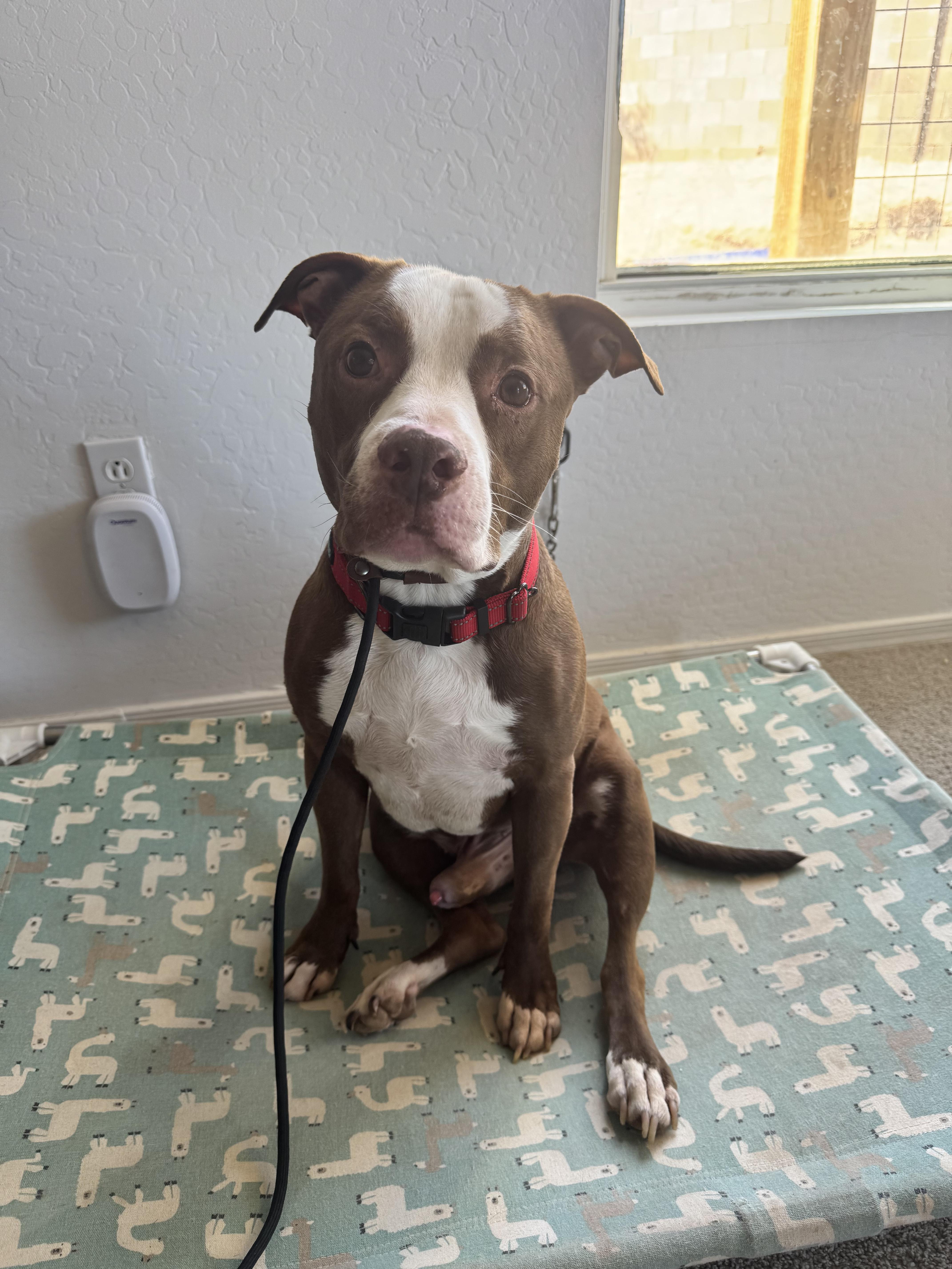 Dodger, Adoptable, Adult Male Pit Bull Terrier.