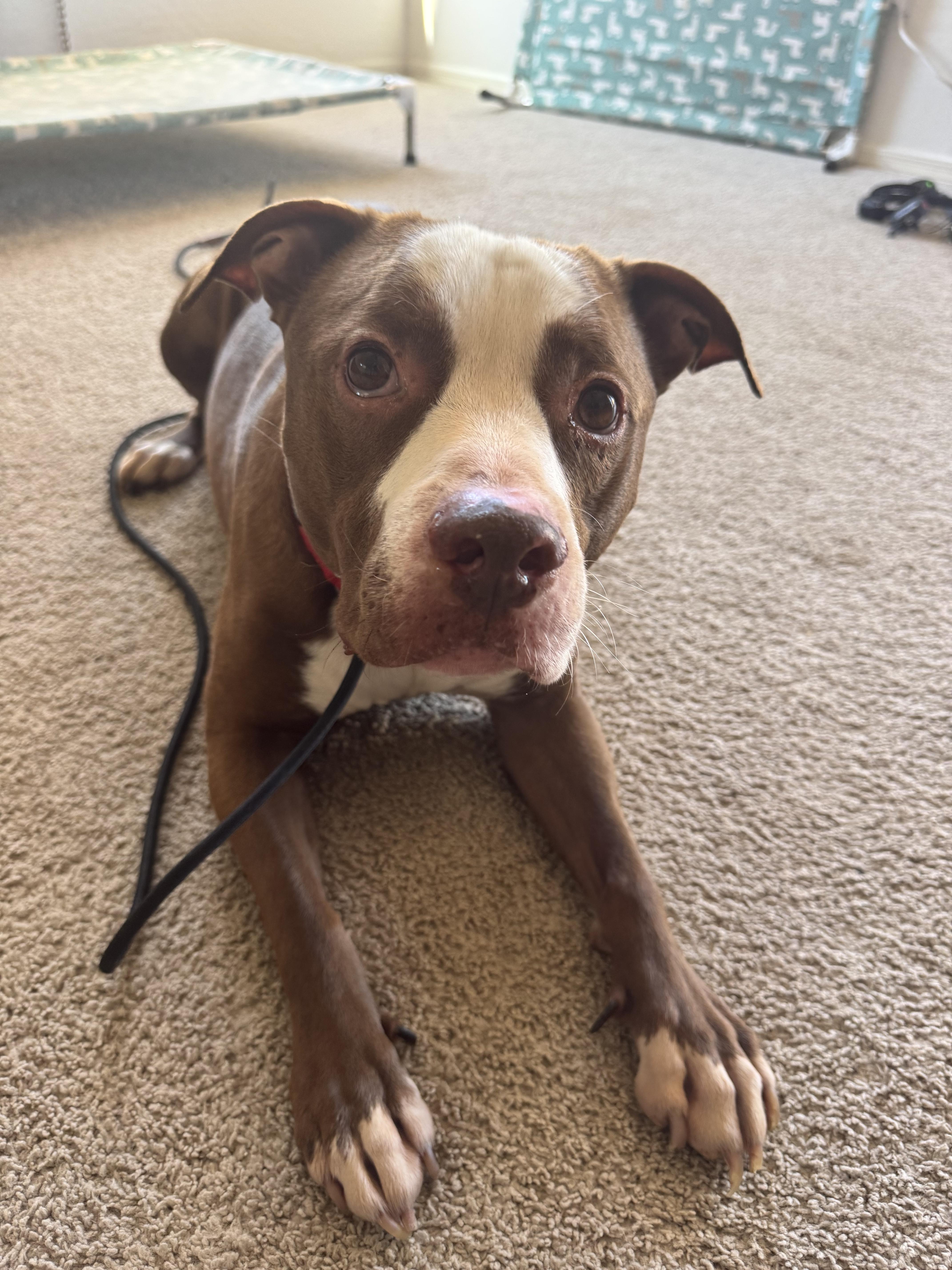 Dodger, a Adoptable mixed breed in San Tan Valley, AZ image 2/5