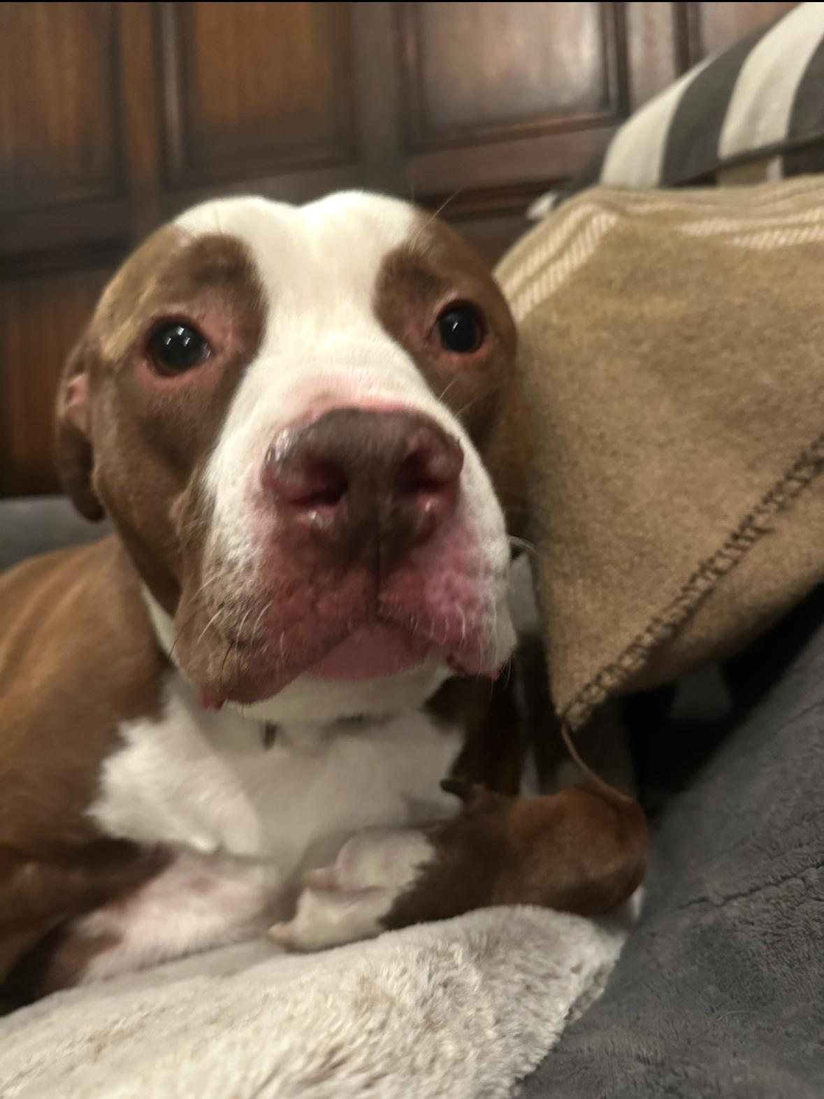 Dodger, a Adoptable mixed breed in San Tan Valley, AZ image 3/5