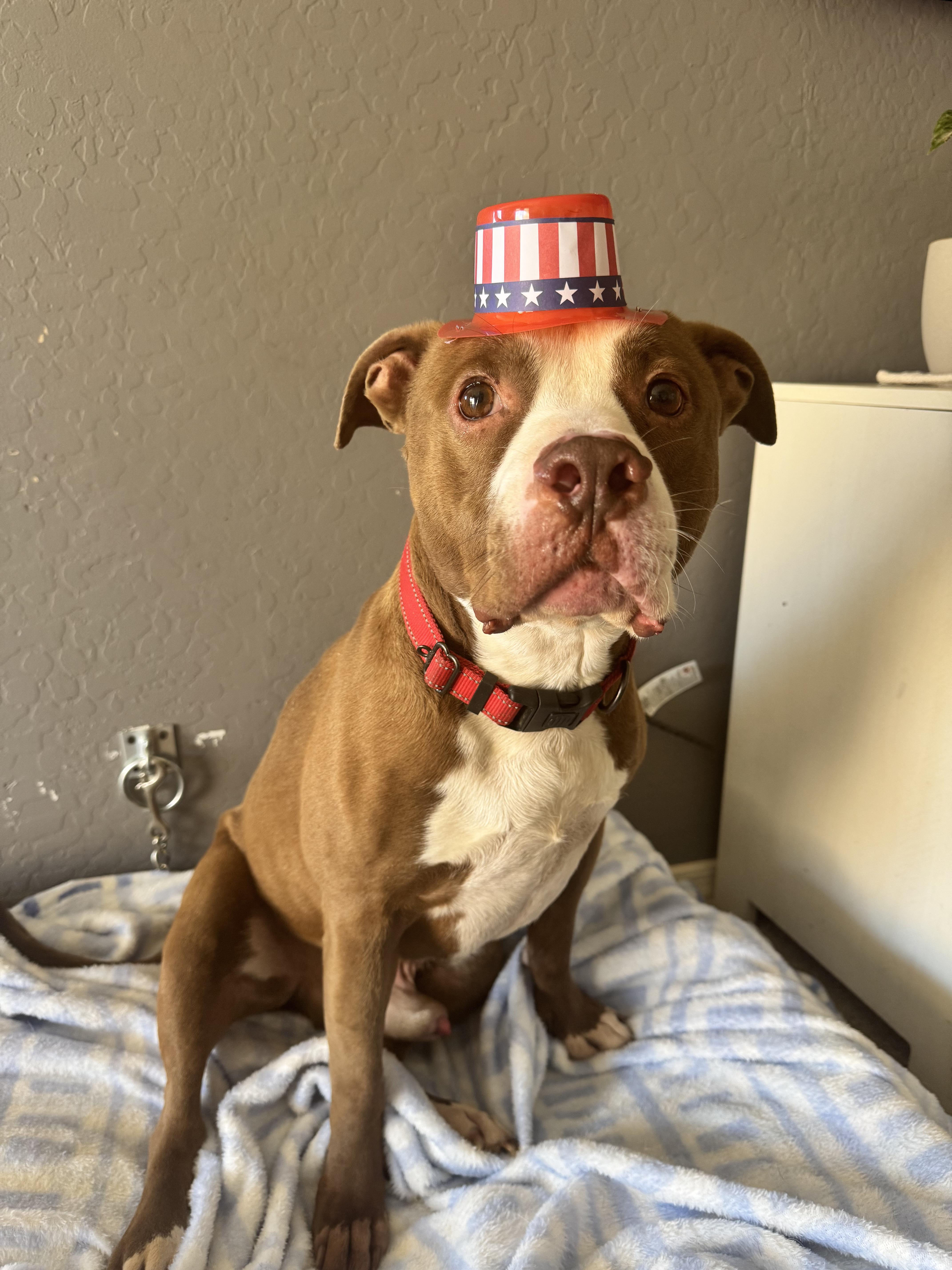 Dodger, a Adoptable mixed breed in San Tan Valley, AZ image 4/5