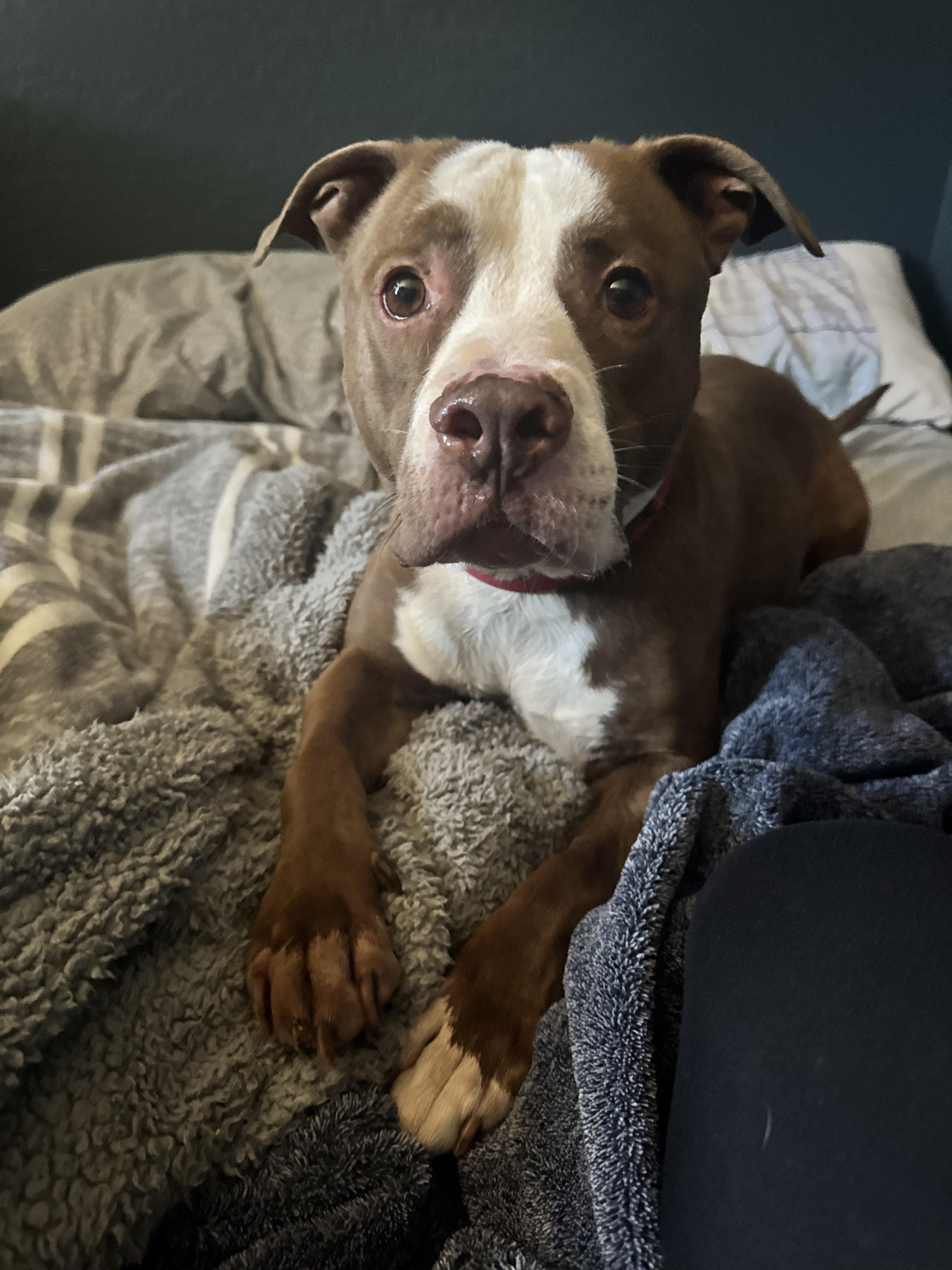 Dodger, a Adoptable mixed breed in San Tan Valley, AZ image 5/5