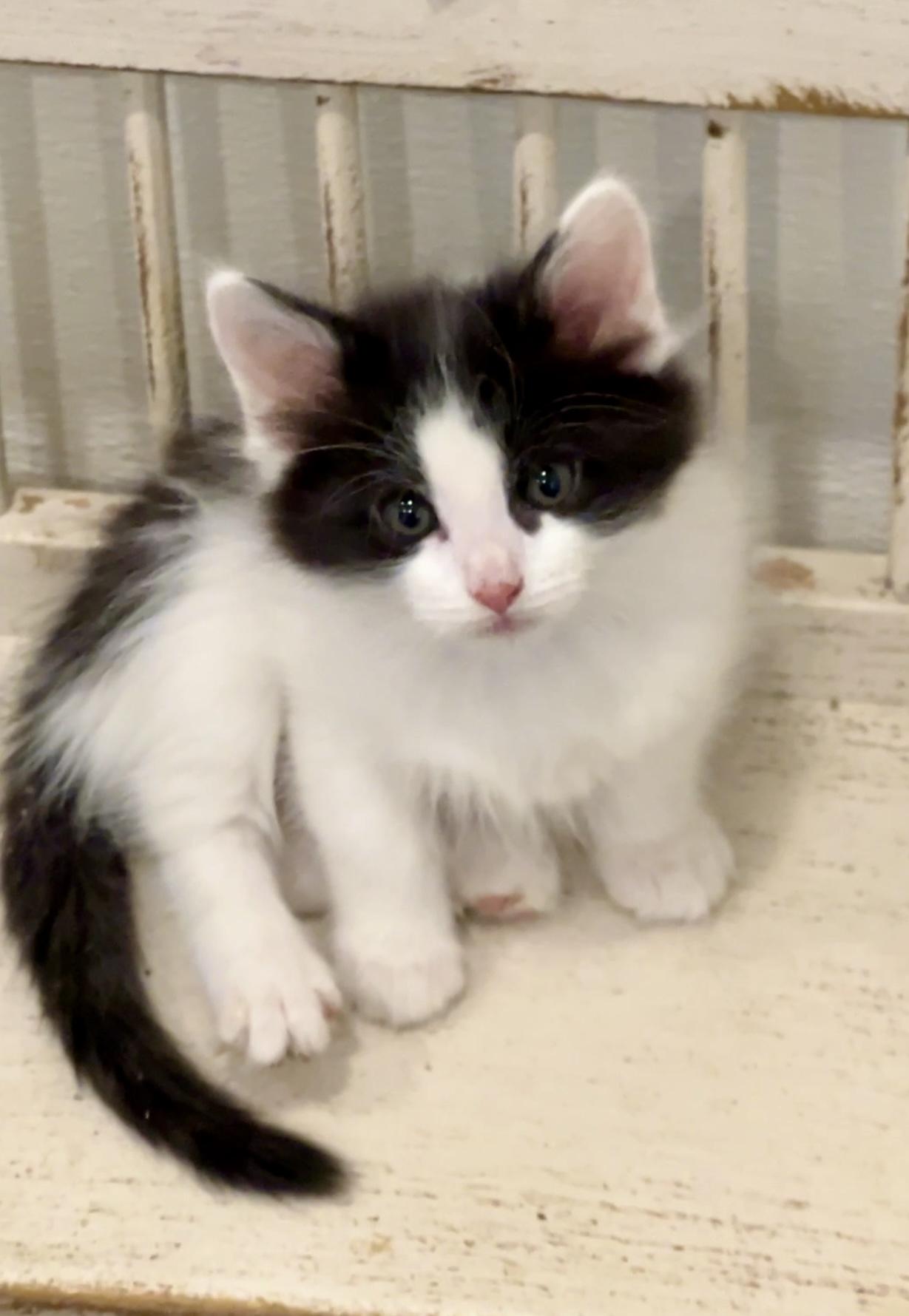 Enlarge Morpheus, an adopted Domestic Long Hair in Nashville, TN image 3/6