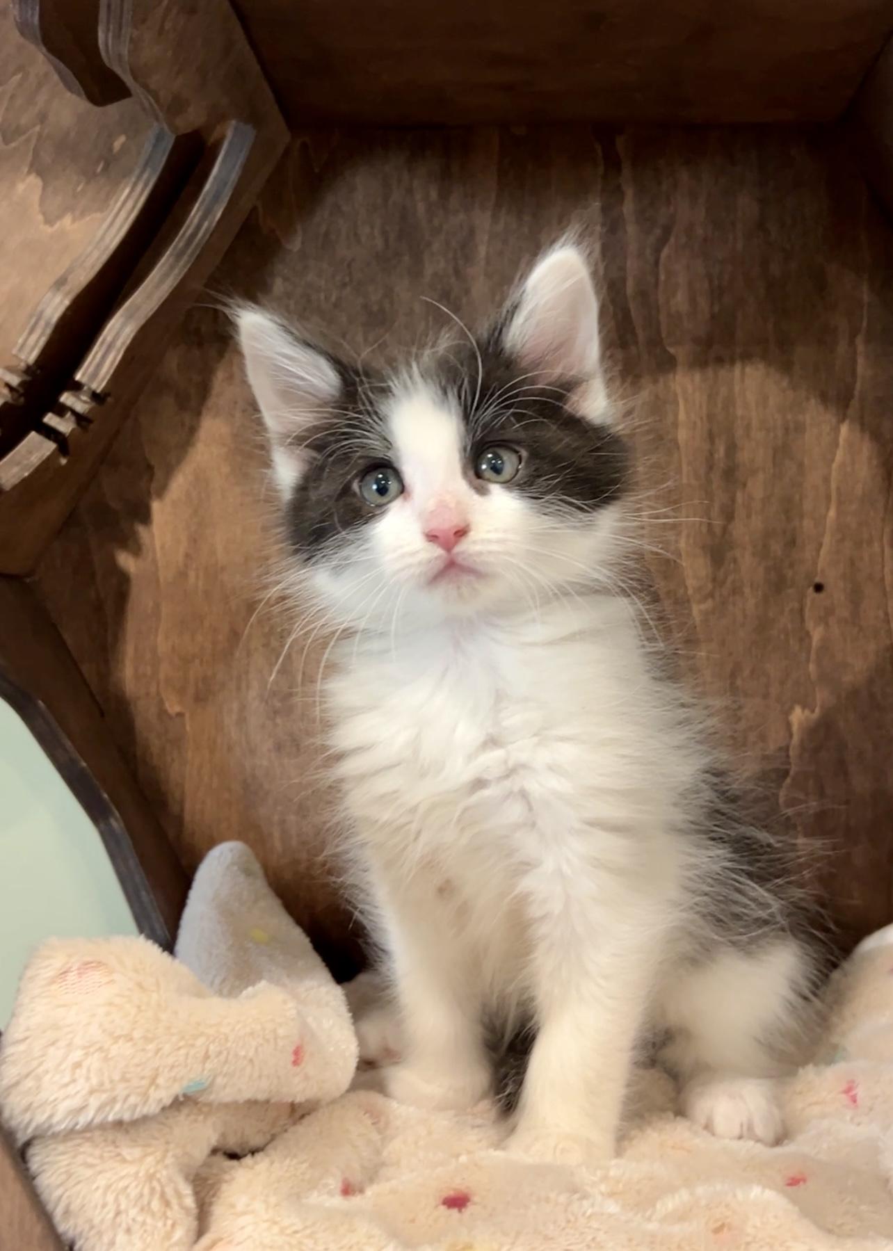 Morpheus, adopted, Kitten Male Domestic Long Hair.