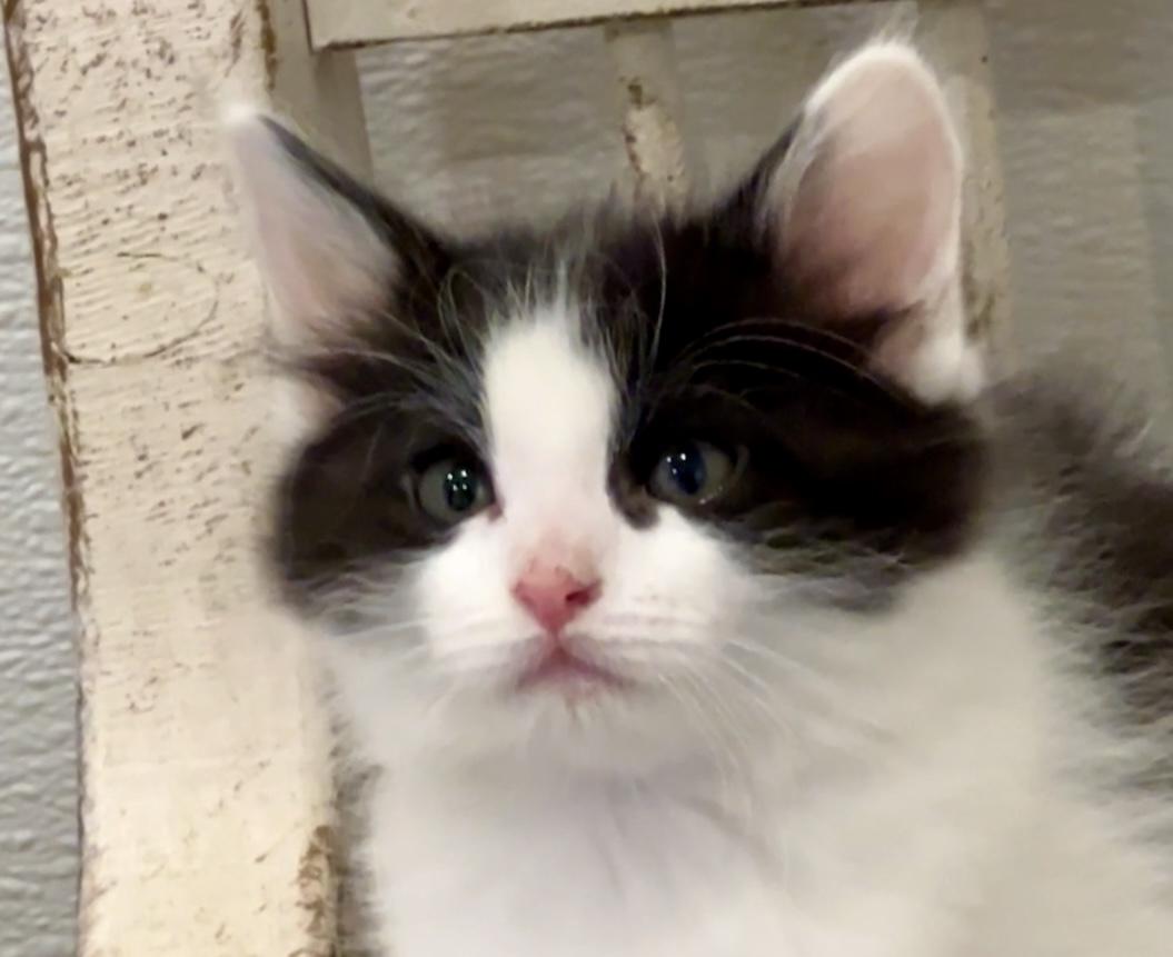 Enlarge Morpheus, an adopted Domestic Long Hair in Nashville, TN image 2/6