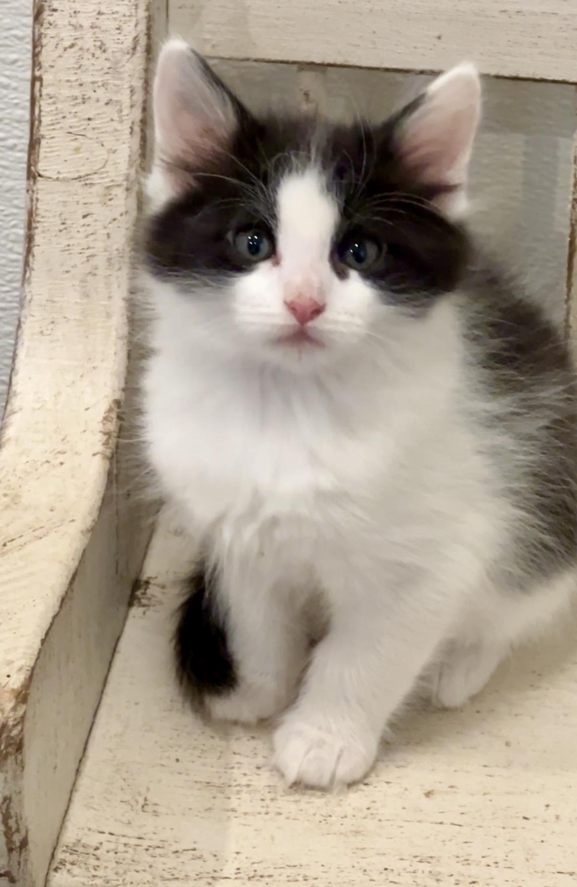 Enlarge Morpheus, an adopted Domestic Long Hair in Nashville, TN image 6/6