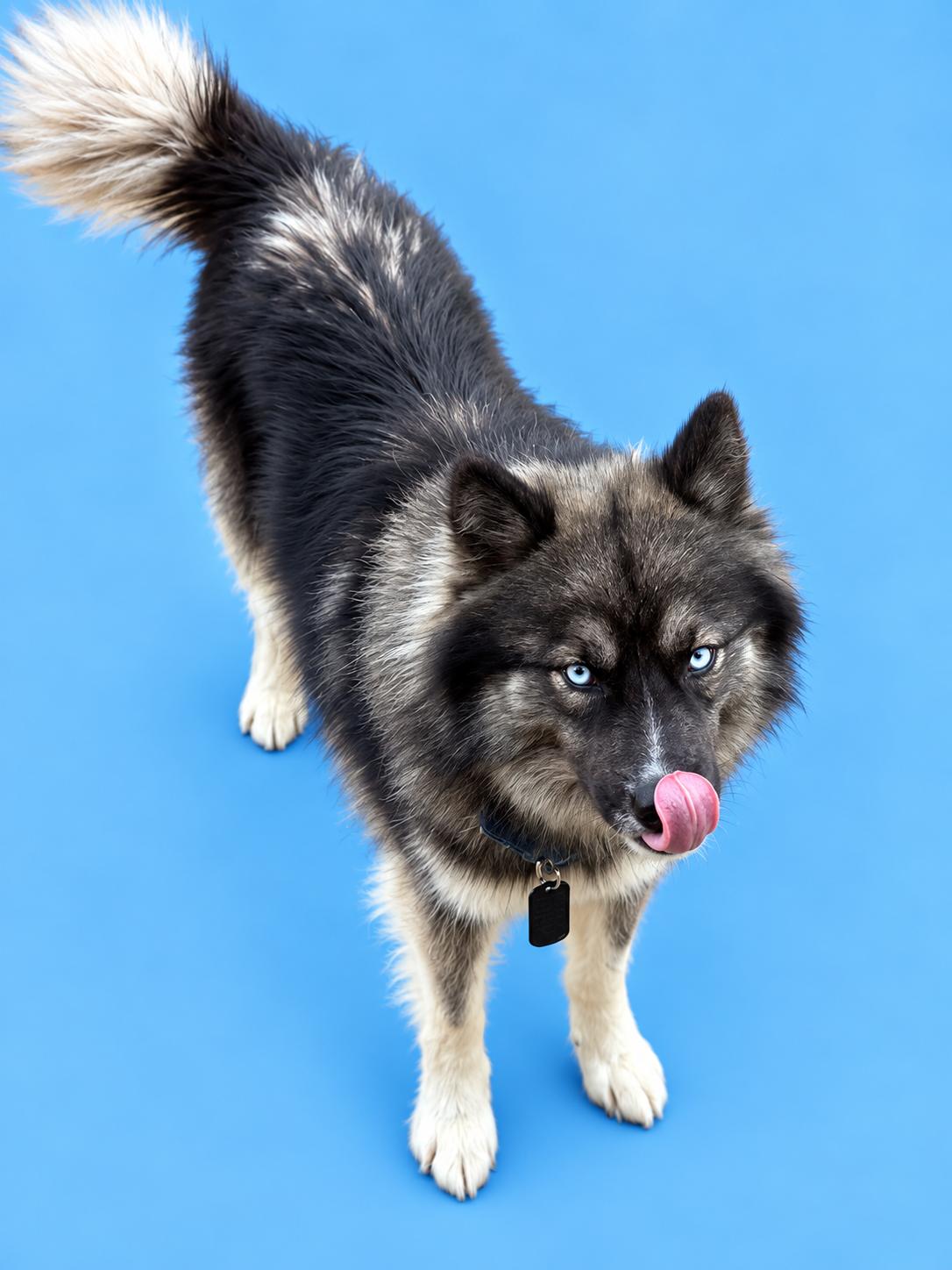Oso, Adoptable, Adult Male Husky & Pomsky.
