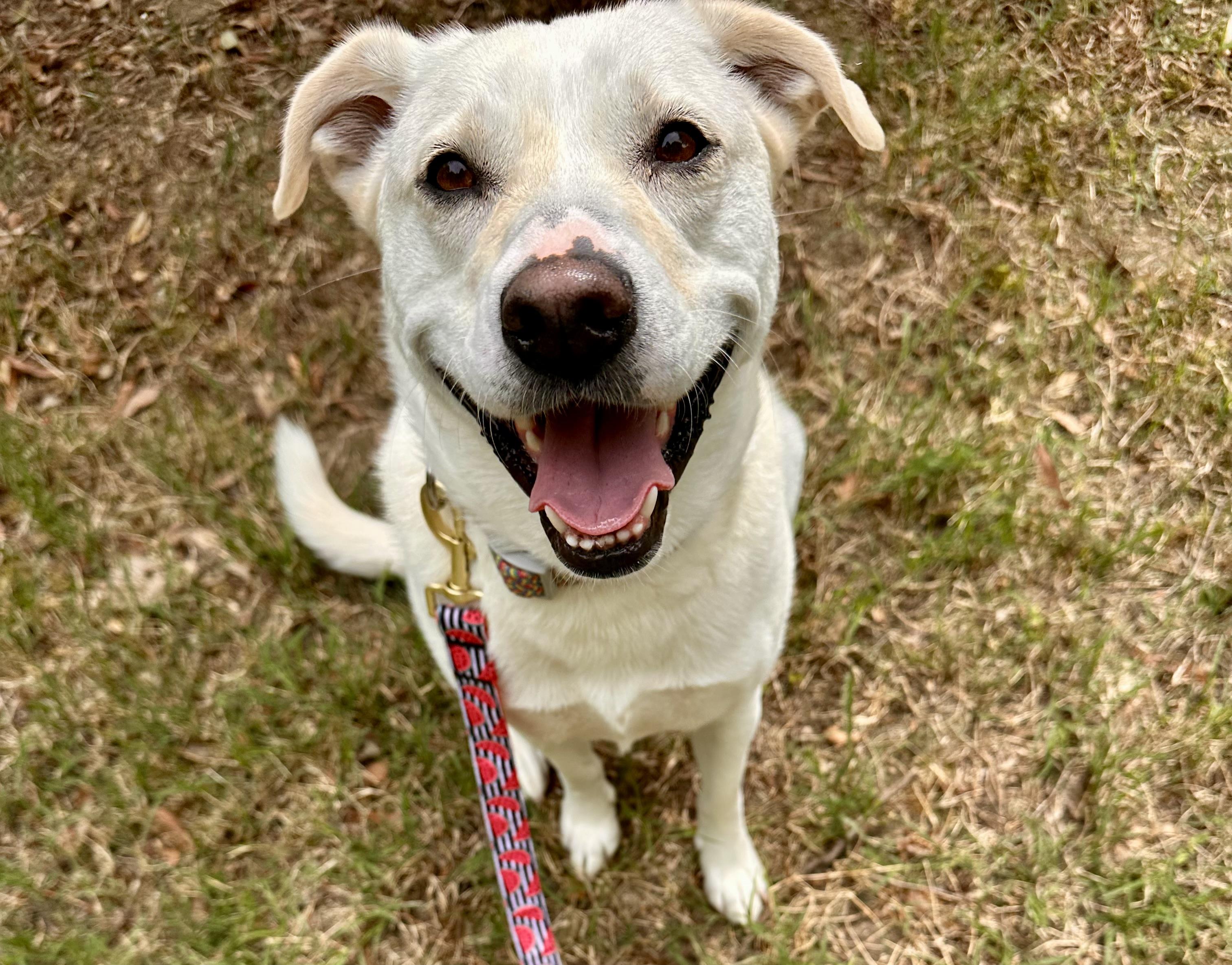 Enlarge Kiwi Girl, an adopted mixed breed in Apex, NC image 2/3