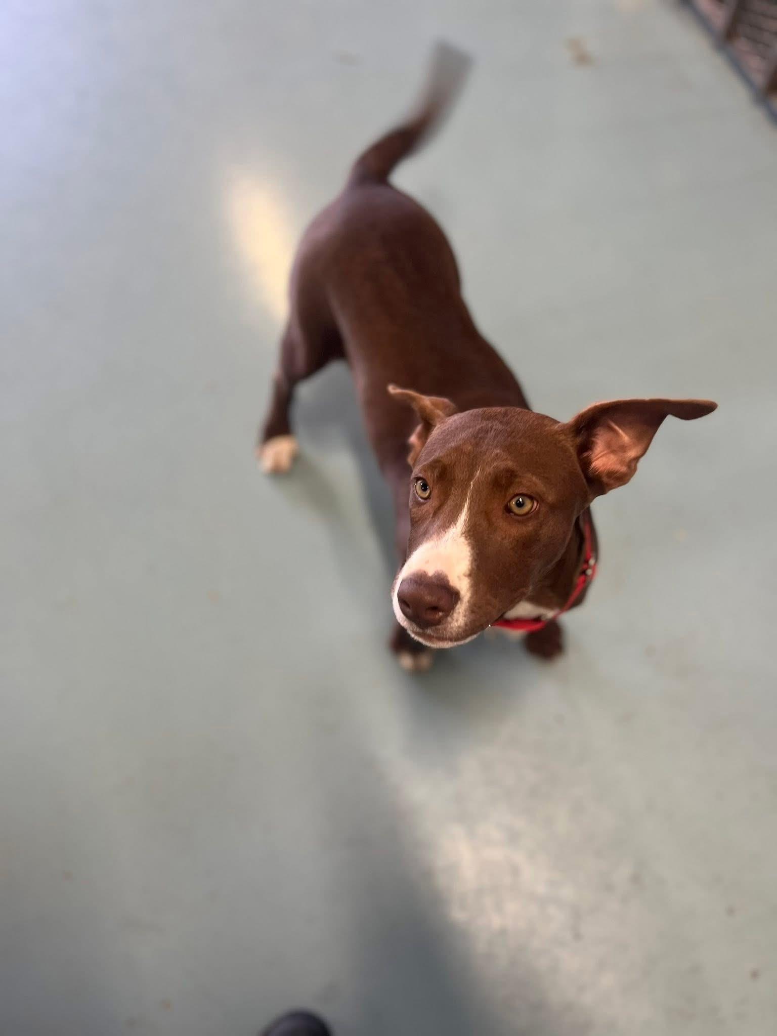 Enlarge Elphaba, a ADOPTABLE mixed breed in Elkhorn, WI image 2/2