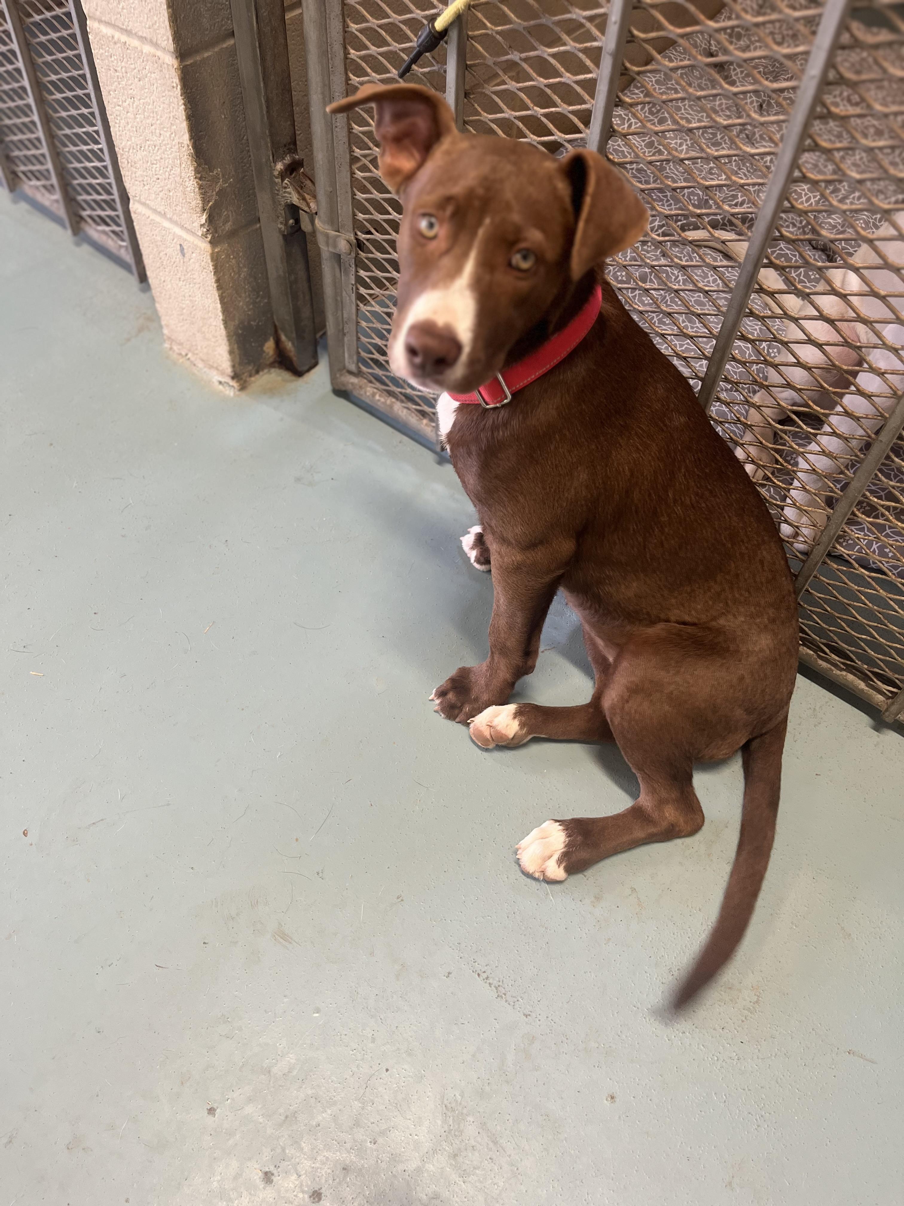 Enlarge Elphaba, a ADOPTABLE mixed breed in Elkhorn, WI image 1/2