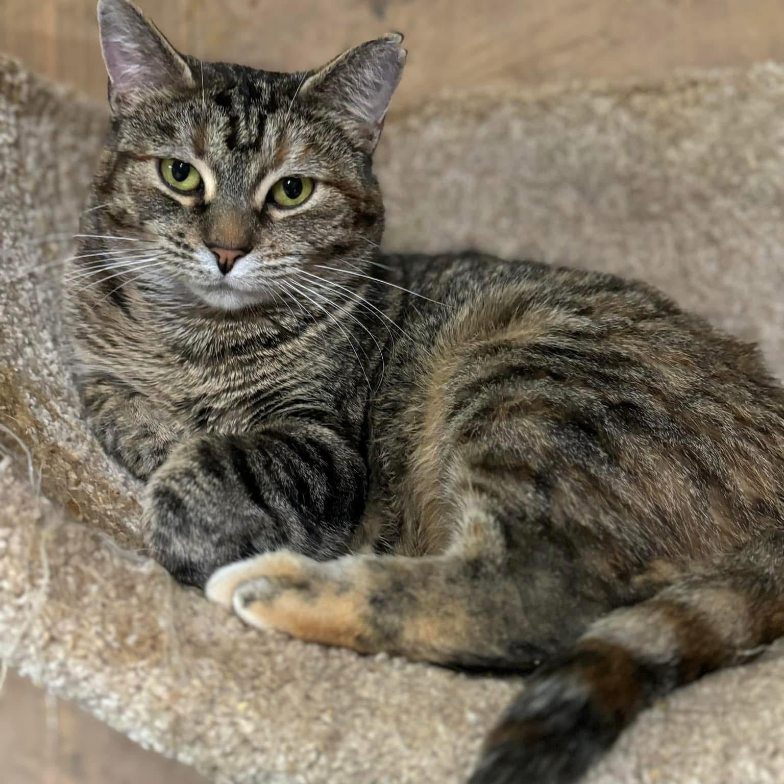 Peyton, a Adoptable Domestic Short Hair in Pardeeville, WI image 1/4