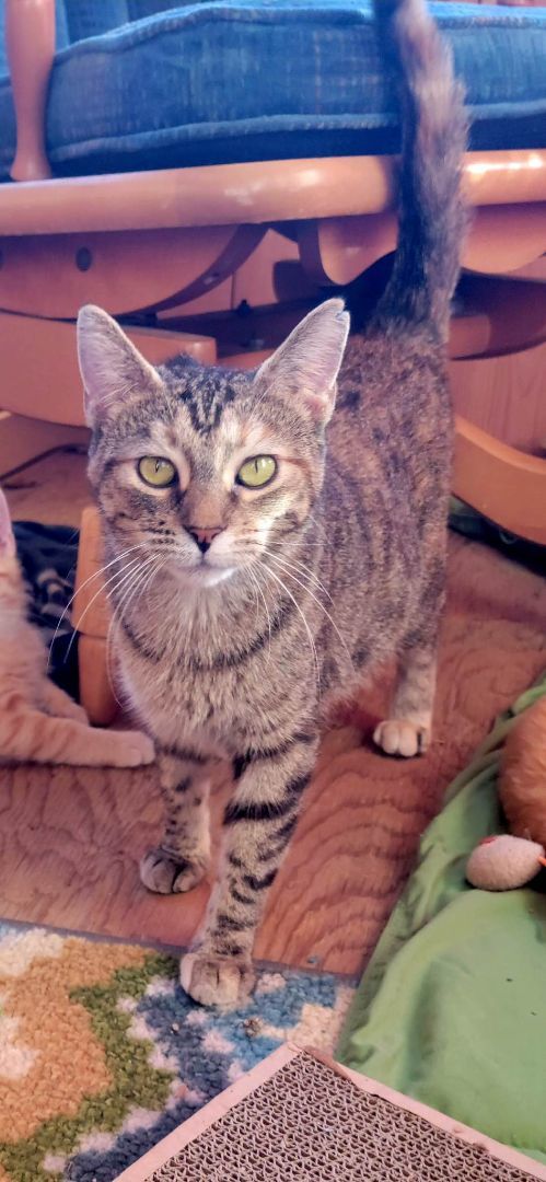 Peyton, a Adoptable Domestic Short Hair in Pardeeville, WI image 2/4