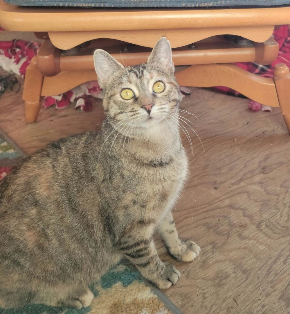 Peyton, a Adoptable Domestic Short Hair in Pardeeville, WI image 3/4