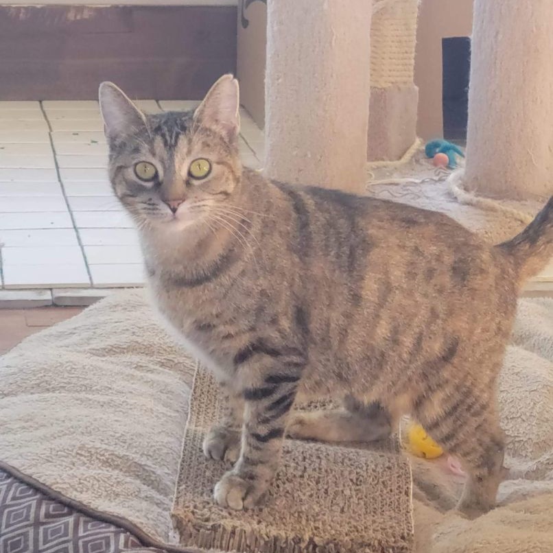 Peyton, a Adoptable Domestic Short Hair in Pardeeville, WI image 4/4