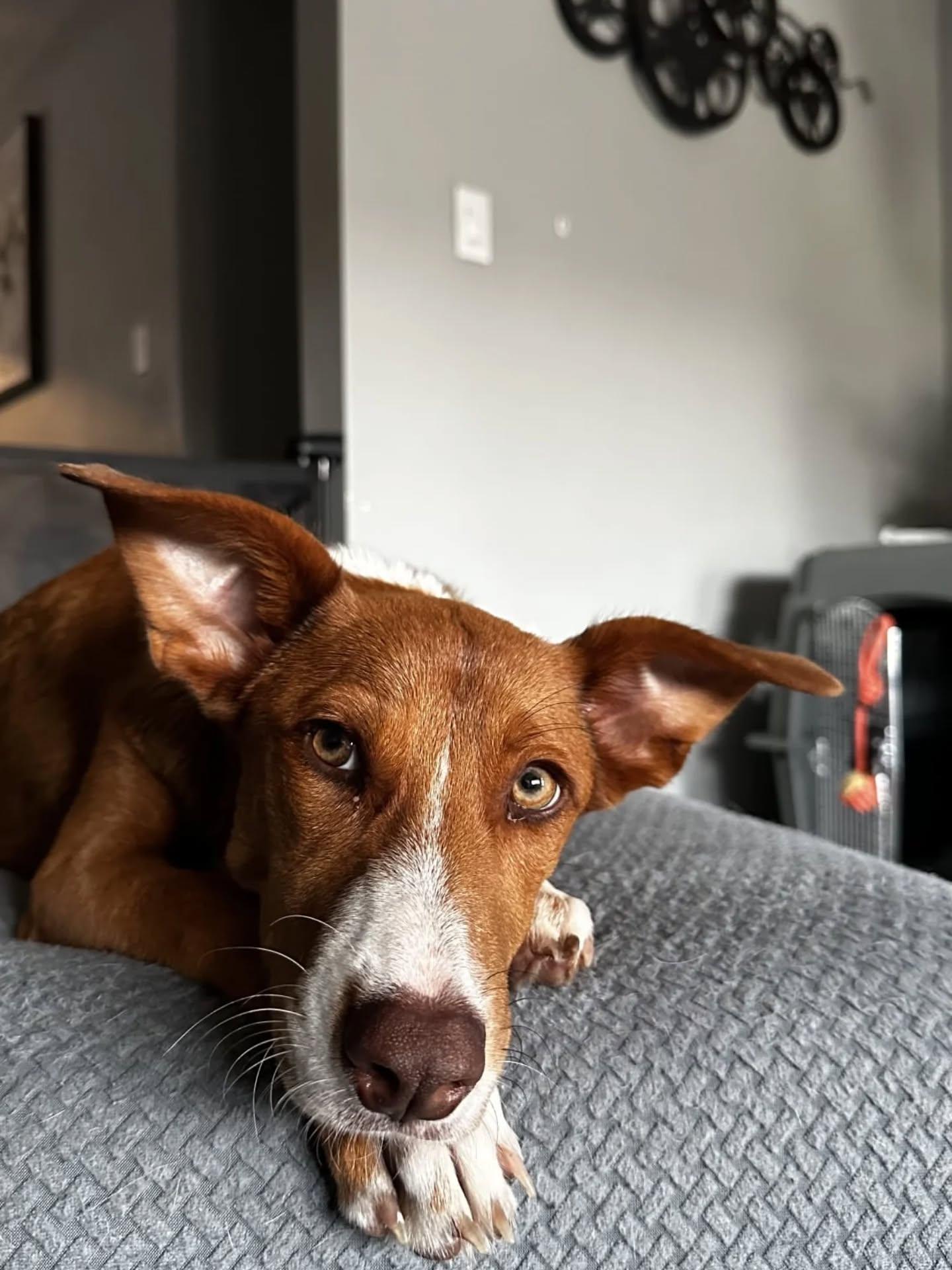 Enlarge Lilo, an adopted Mixed Breed in Ingersoll, ON image 2/6