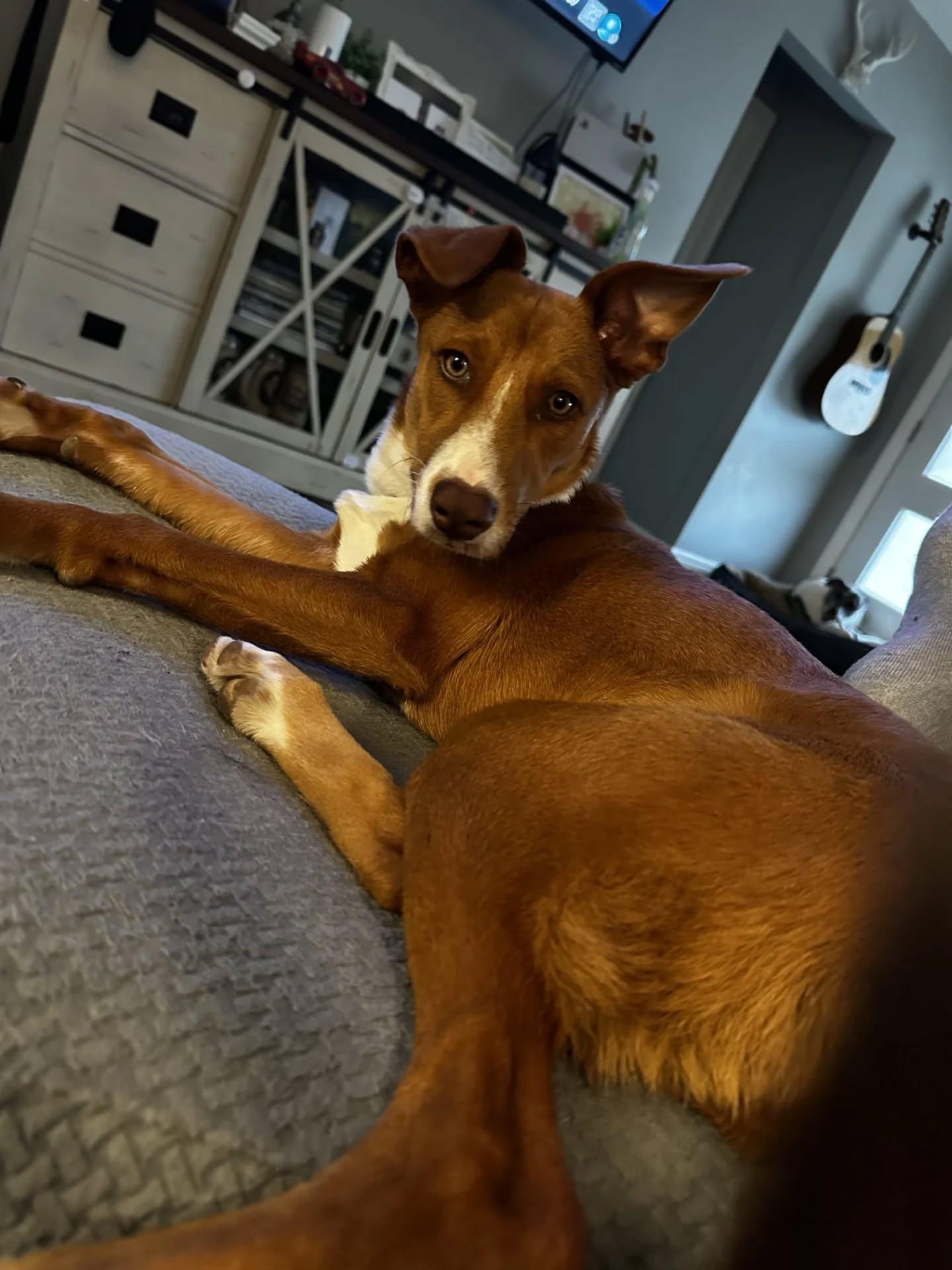 Enlarge Lilo, an adopted Mixed Breed in Ingersoll, ON image 3/6