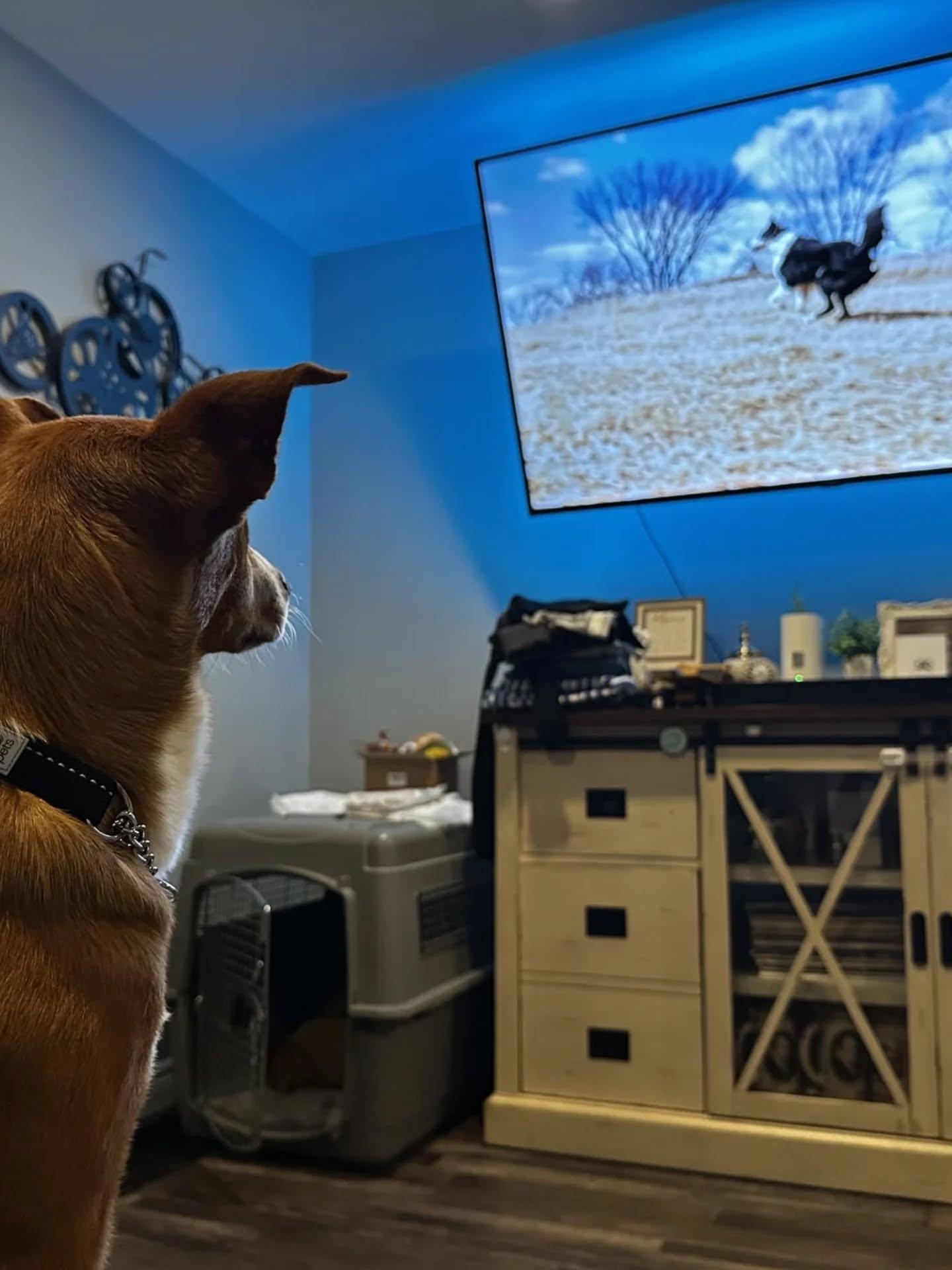 Enlarge Lilo, an adopted Mixed Breed in Ingersoll, ON image 6/6