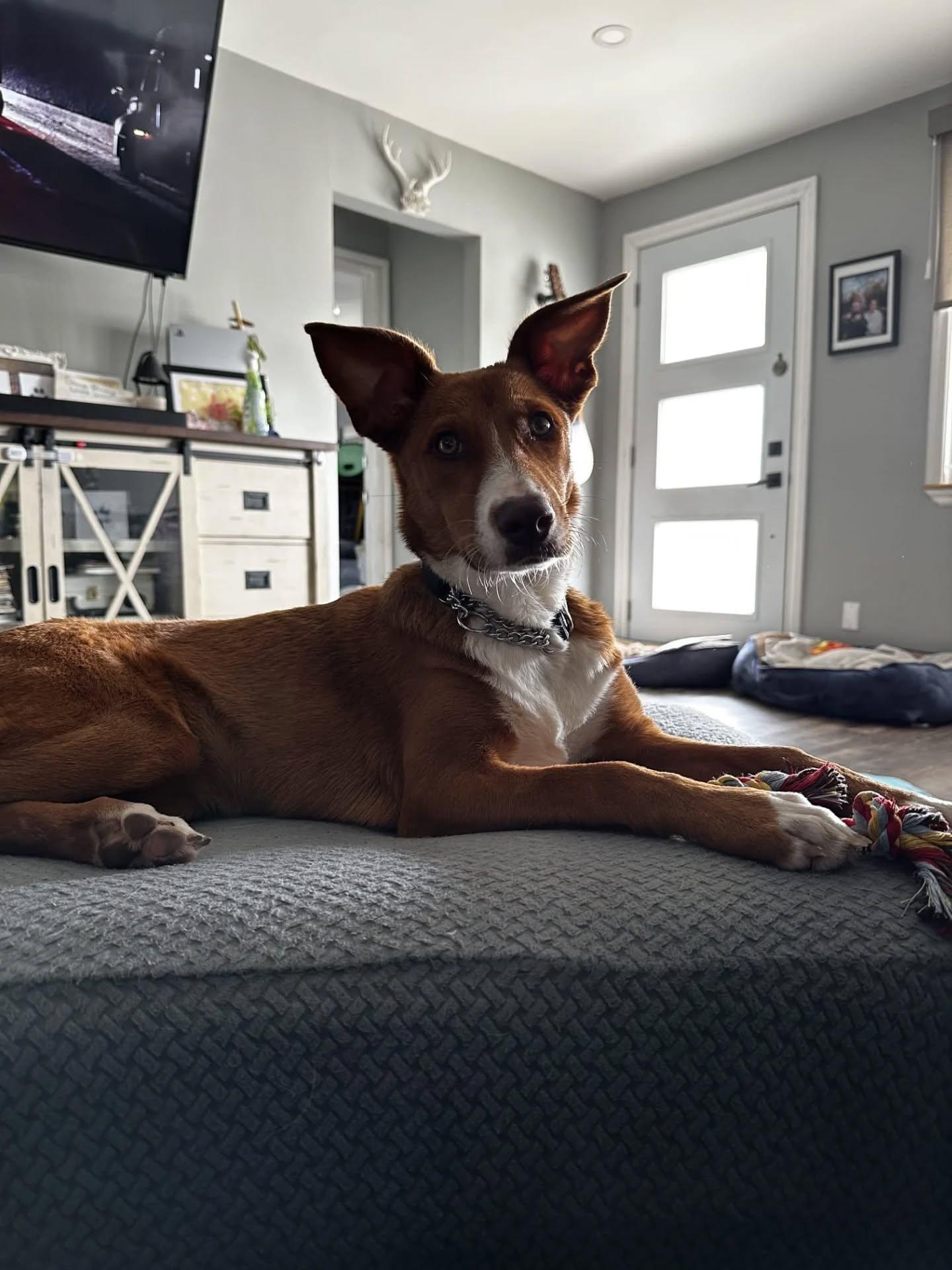 Enlarge Lilo, an adopted Mixed Breed in Ingersoll, ON image 5/6