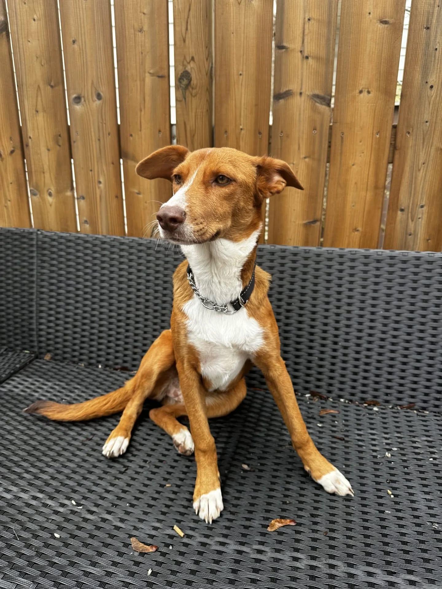 Enlarge Lilo, an adopted Mixed Breed in Ingersoll, ON image 1/6