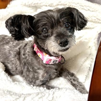 Enlarge Lola2, a Adoptable mixed breed in Oracle, AZ image 1/1