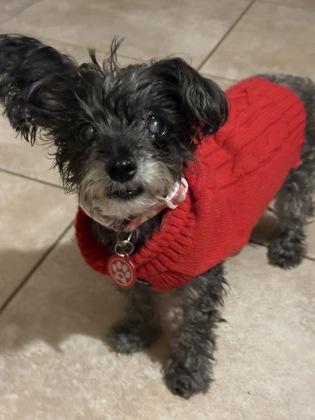 Enlarge Lola2, a Adoptable mixed breed in Oracle, AZ image 2/3