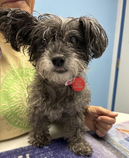 Enlarge Lola2, a Adoptable mixed breed in Oracle, AZ image 3/3