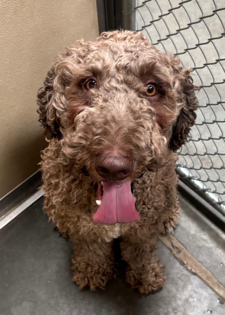 Gojo, Adoptable, Young Male Poodle.