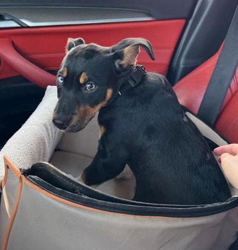 Eden, a Adoptable Cattle Dog in San Diego, CA image 1/3