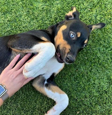 Eden, a Adoptable Cattle Dog in San Diego, CA image 2/3