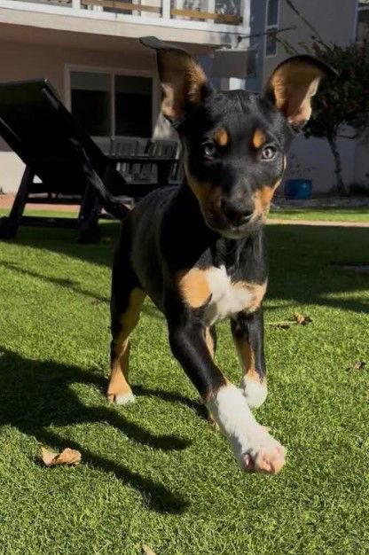Eden, a Adoptable Cattle Dog in San Diego, CA image 3/3