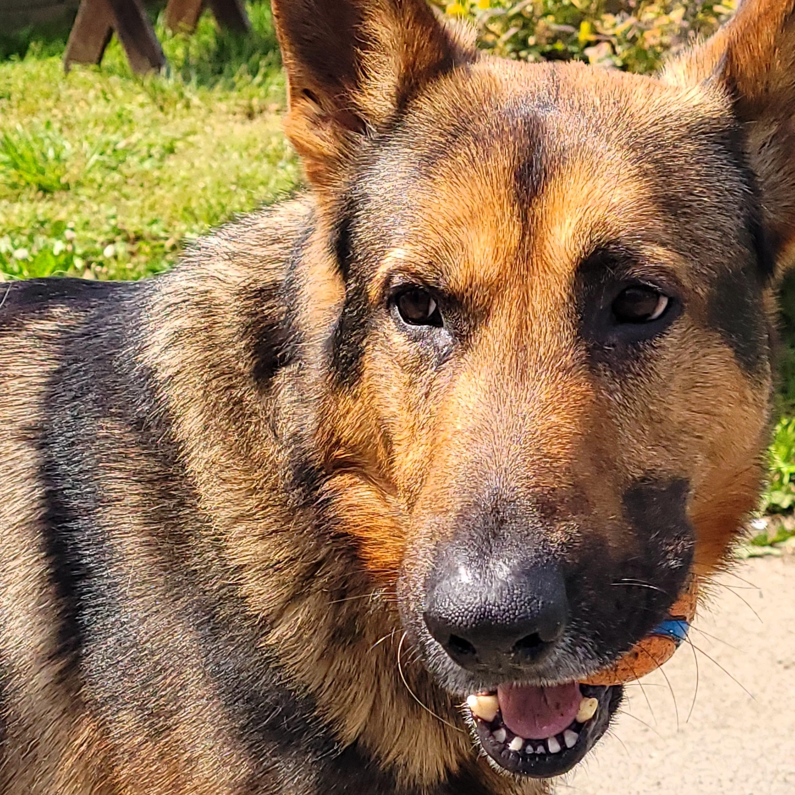 Enlarge Brody, a Adoptable German Shepherd Dog in Sequim, WA image 3/4