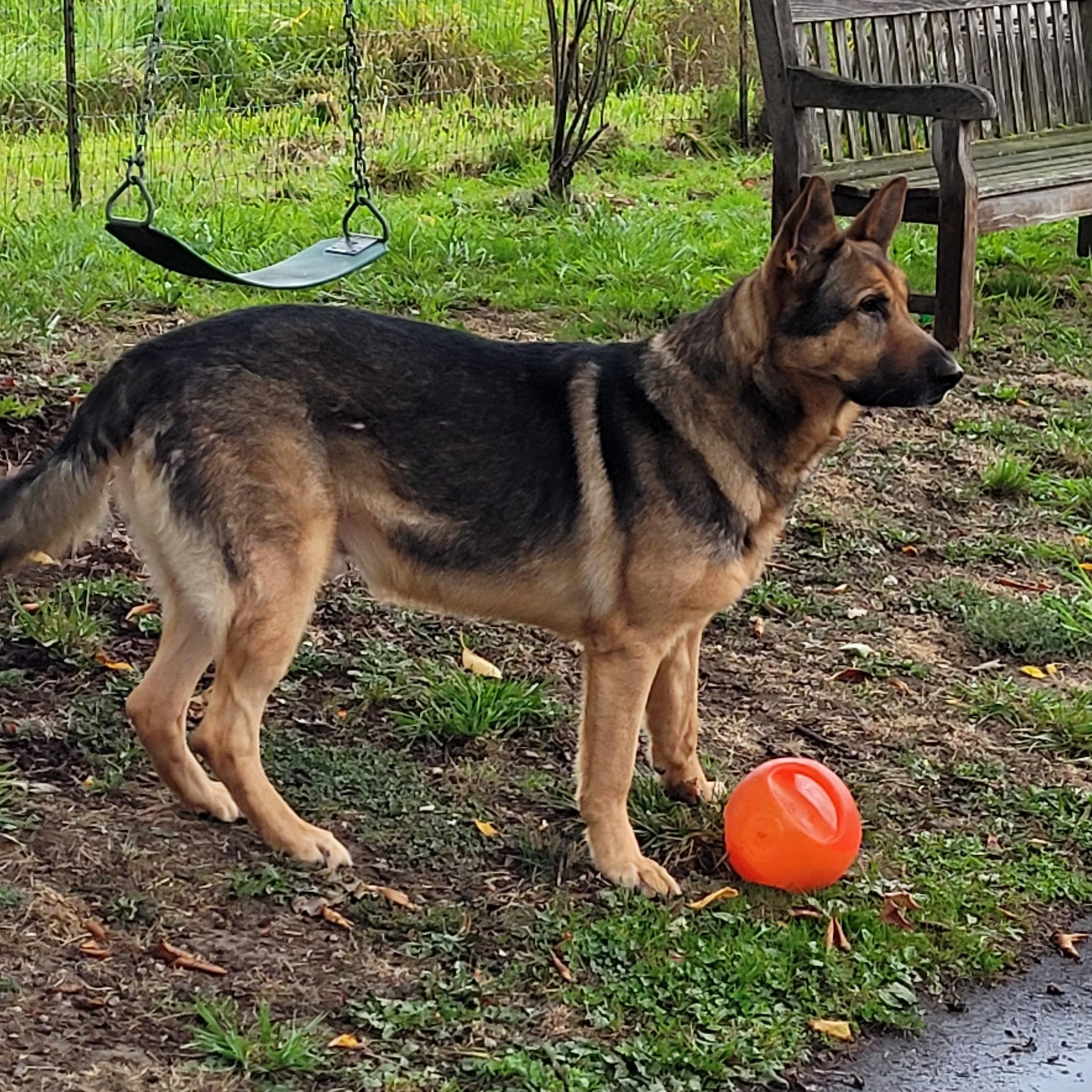 Enlarge Brody, a Adoptable German Shepherd Dog in Sequim, WA image 1/4