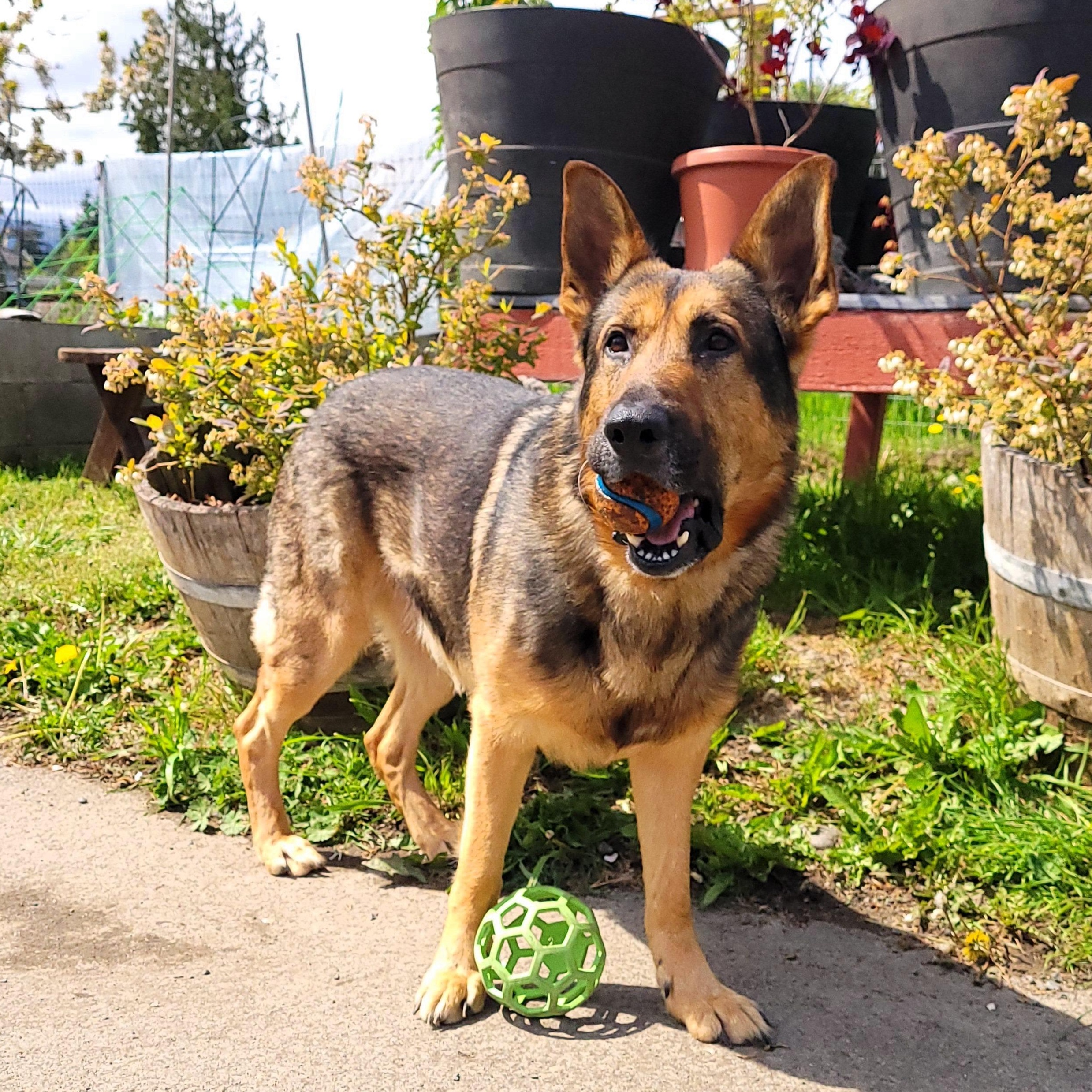 Enlarge Brody, a Adoptable German Shepherd Dog in Sequim, WA image 2/4