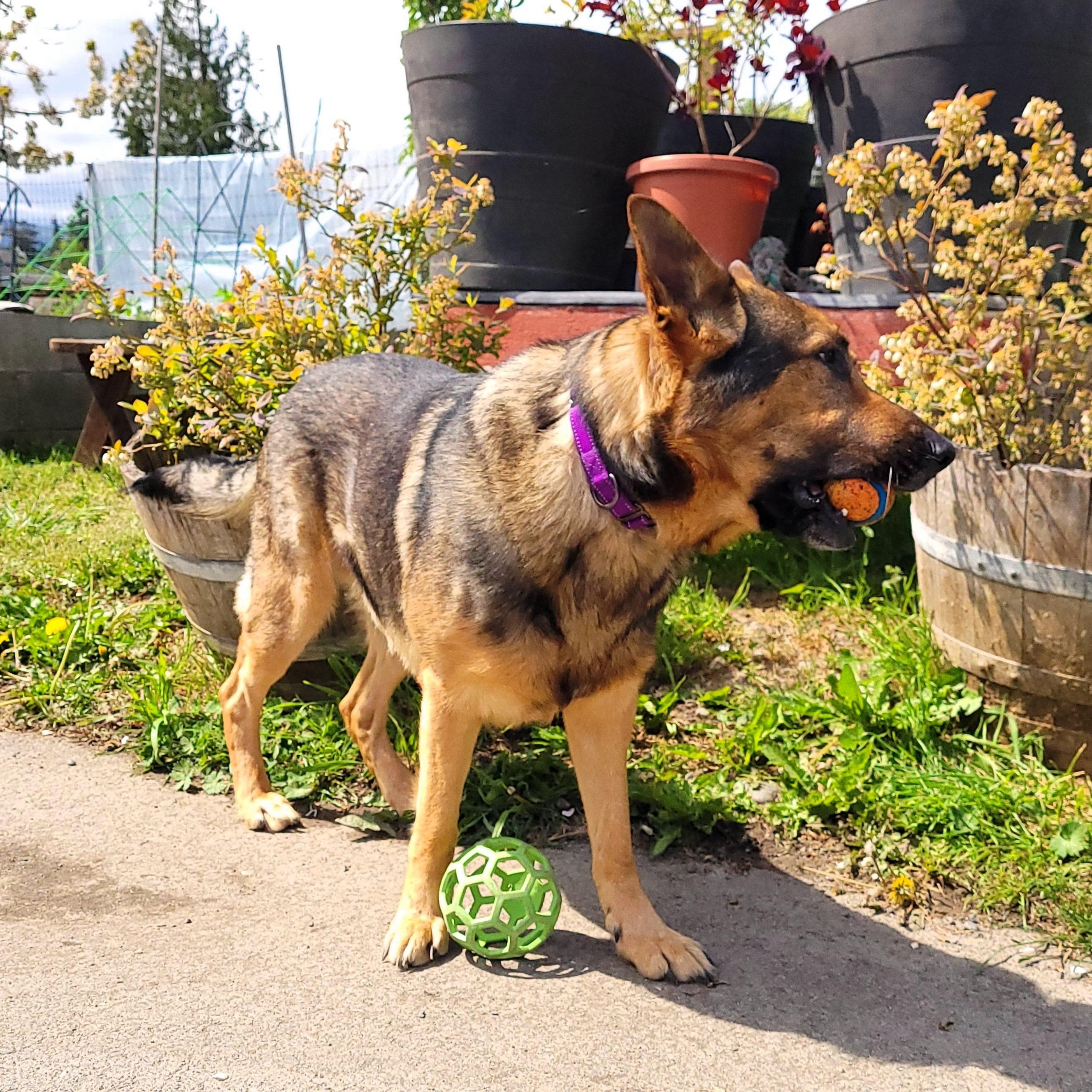 Enlarge Brody, a Adoptable German Shepherd Dog in Sequim, WA image 4/4