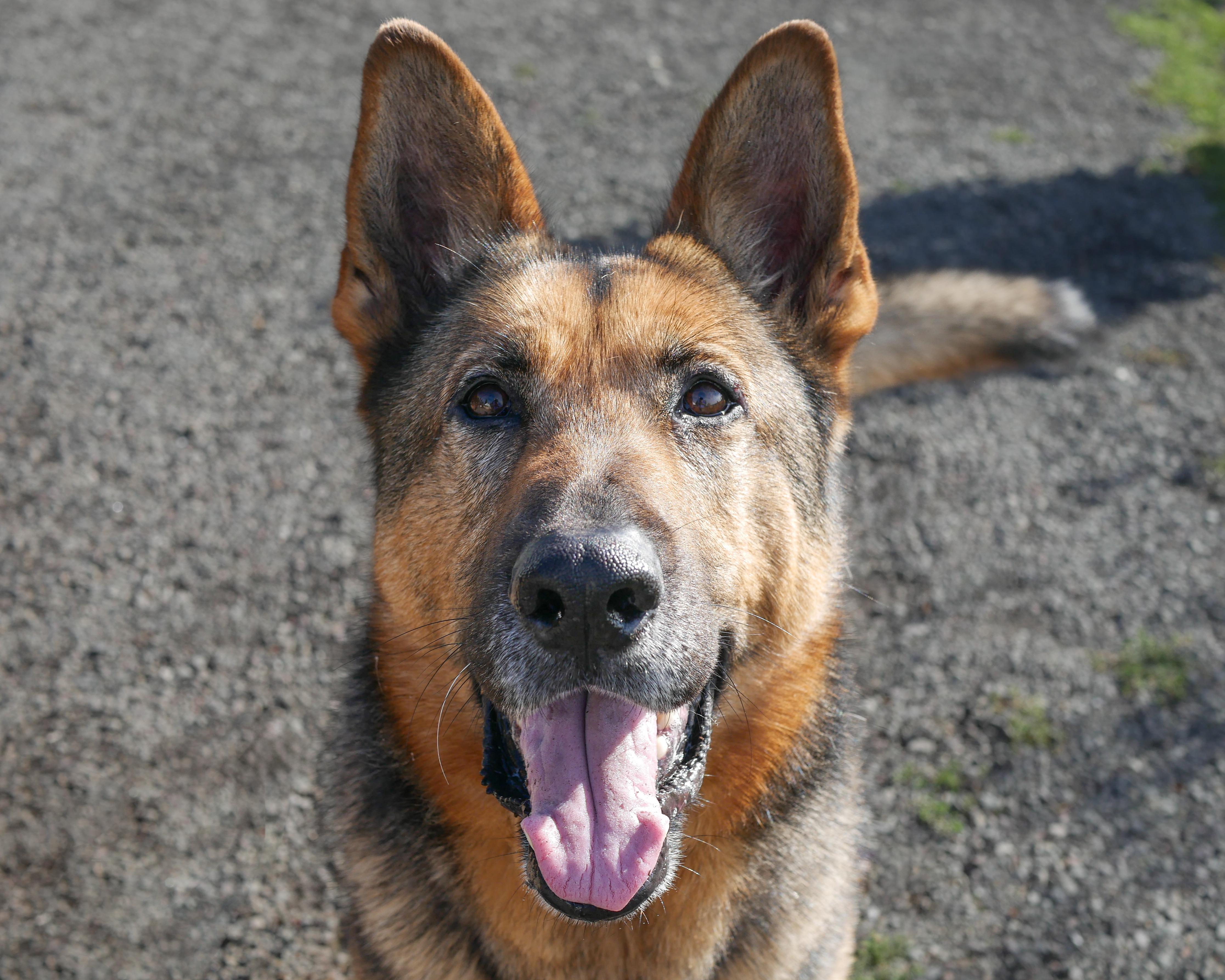 Brody, Adoptable, Adult Male German Shepherd Dog.