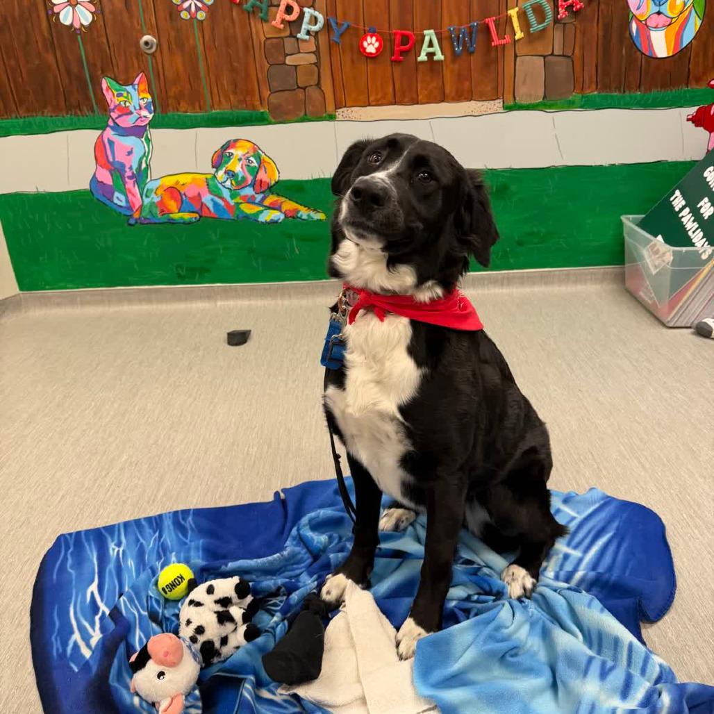 Pattie, Adoptable, Adult Female Border Collie & Mixed Breed.