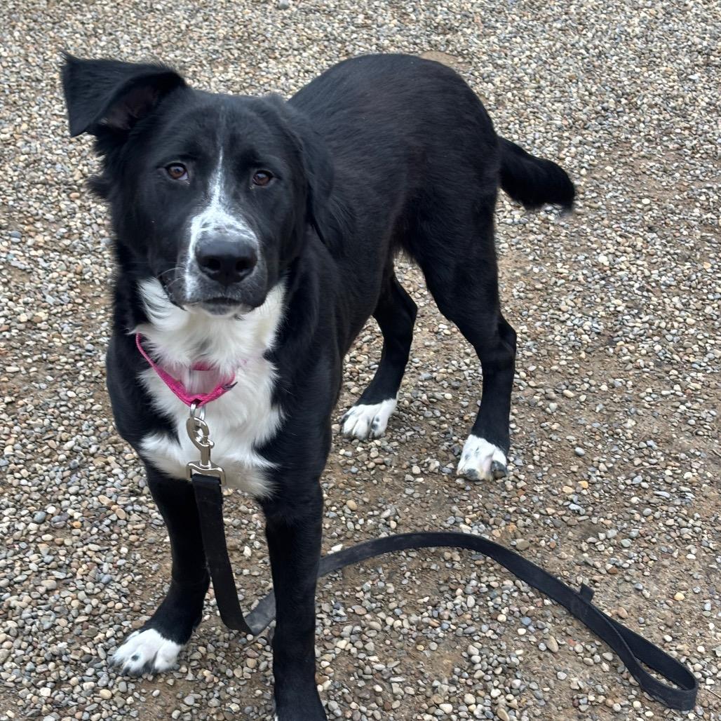 Pattie, Adoptable, Adult Female Border Collie & Mixed Breed.