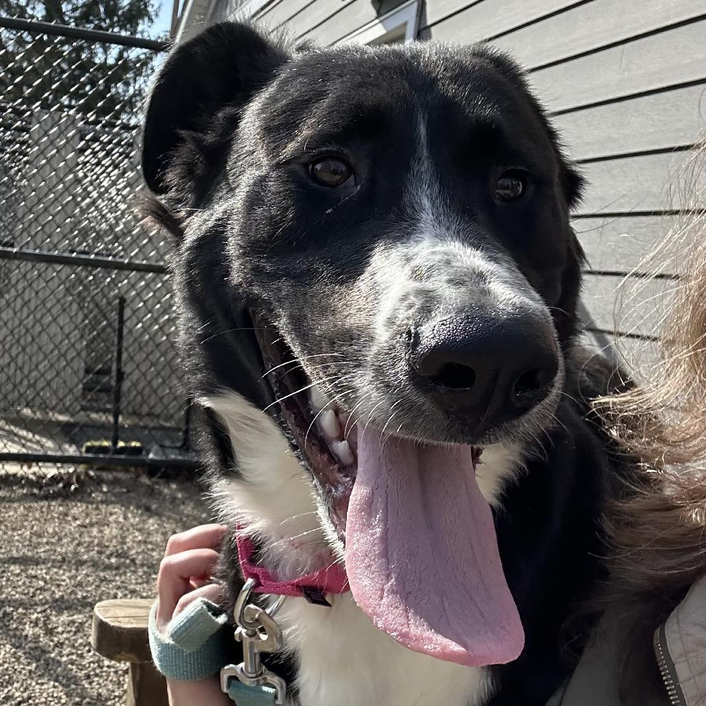 Pattie, a Adoptable mixed breed in Columbia Station, OH image 2/6