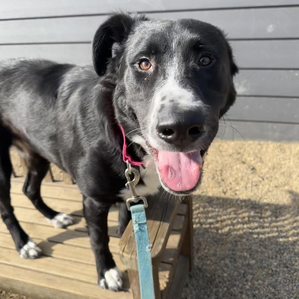 Pattie, a Adoptable mixed breed in Columbia Station, OH image 6/6