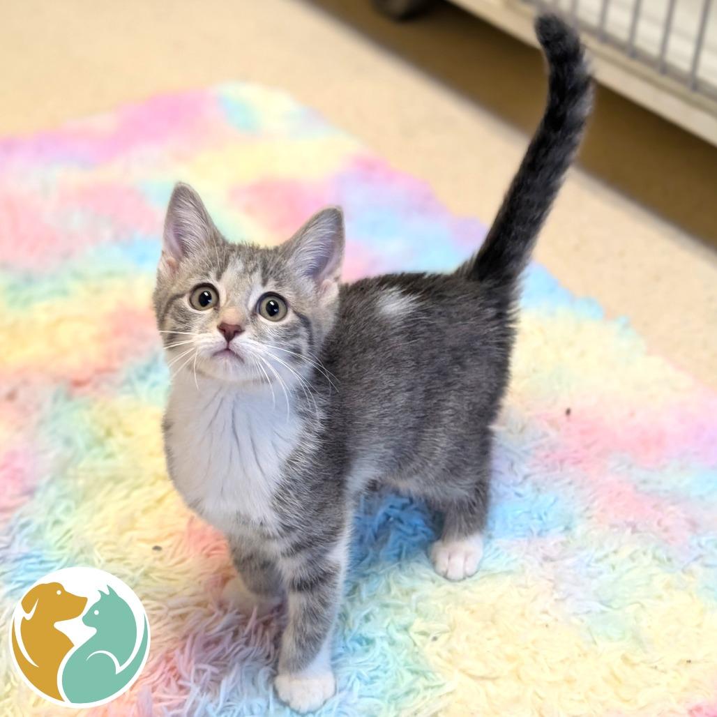 Spooky, Adoptable, Kitten Female Domestic Short Hair.
