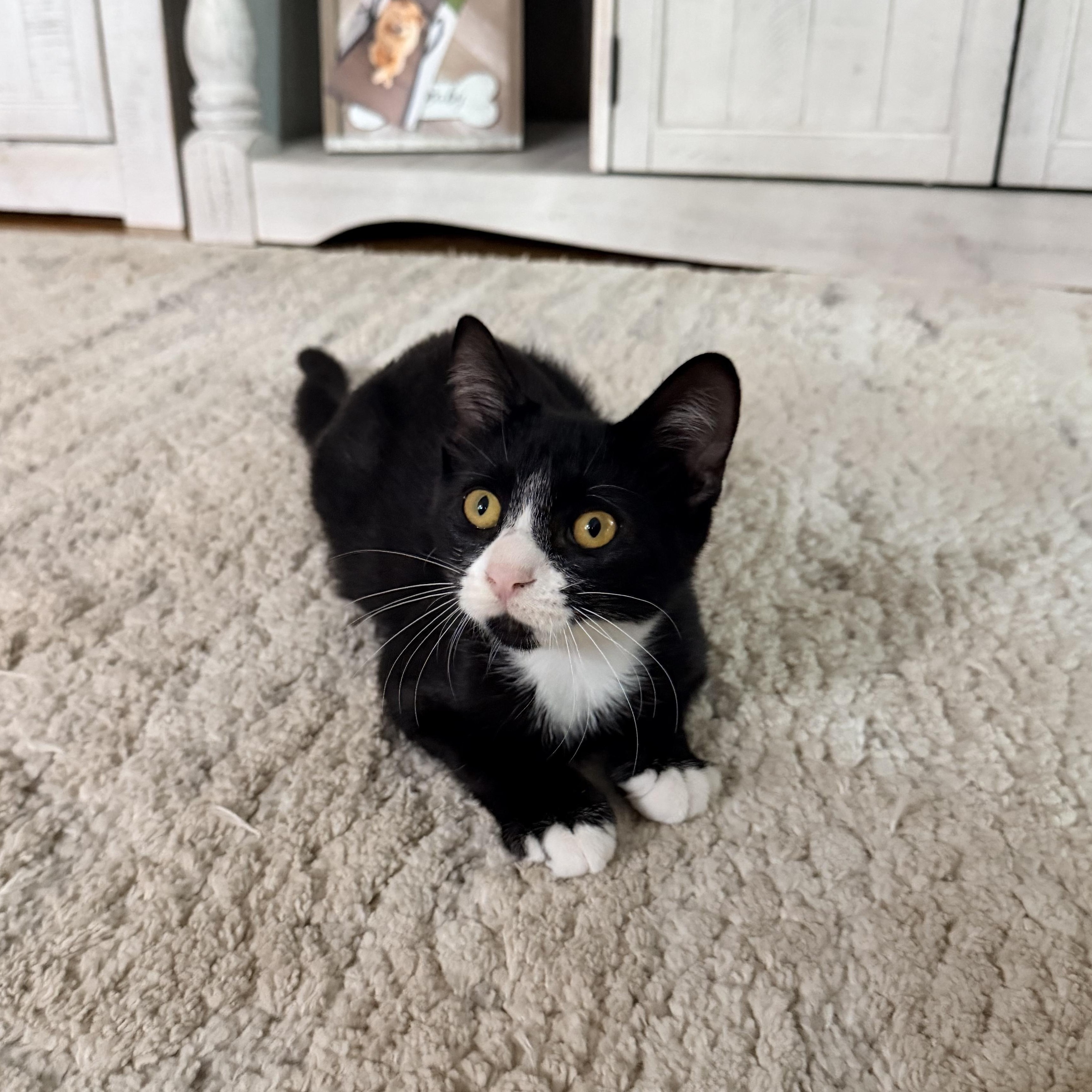 WAYLAND, Adoptable, Kitten Male American Shorthair.