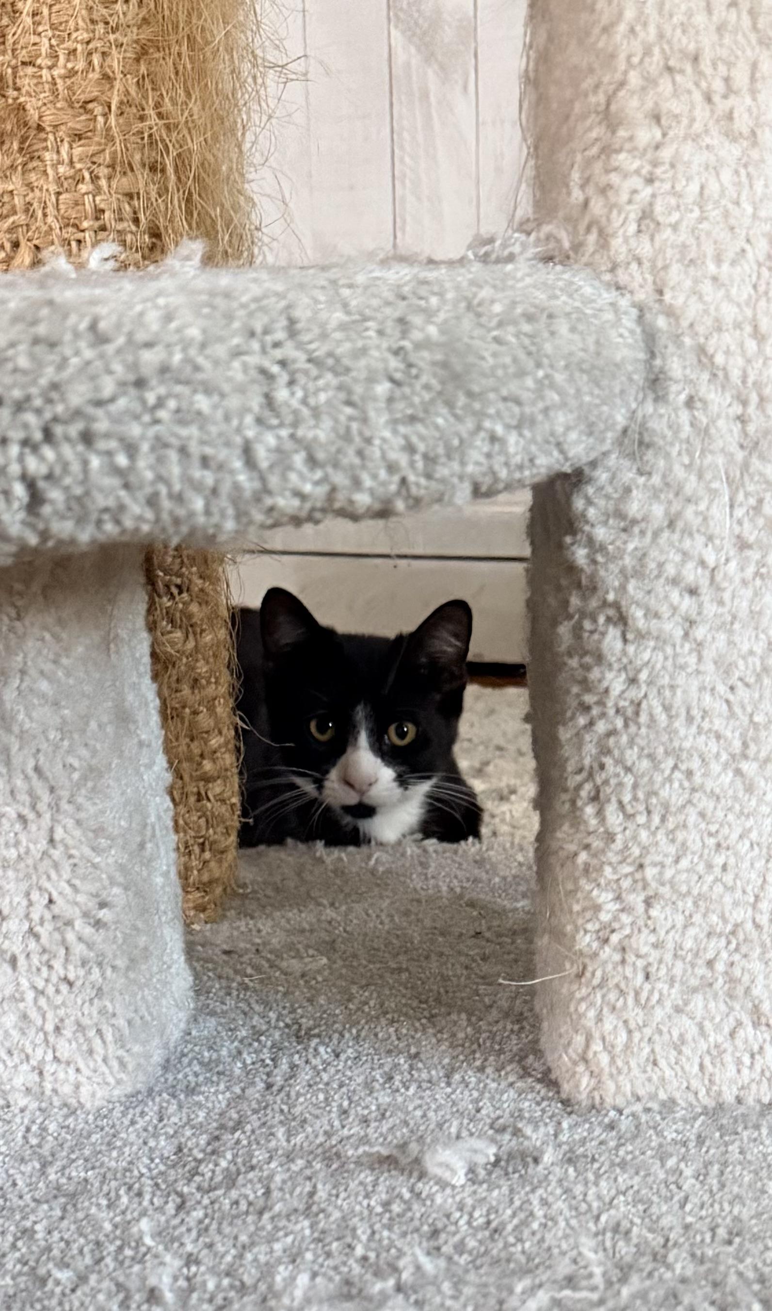 Enlarge WAYLAND, a Adoptable American Shorthair in Manchester, CT image 6/6