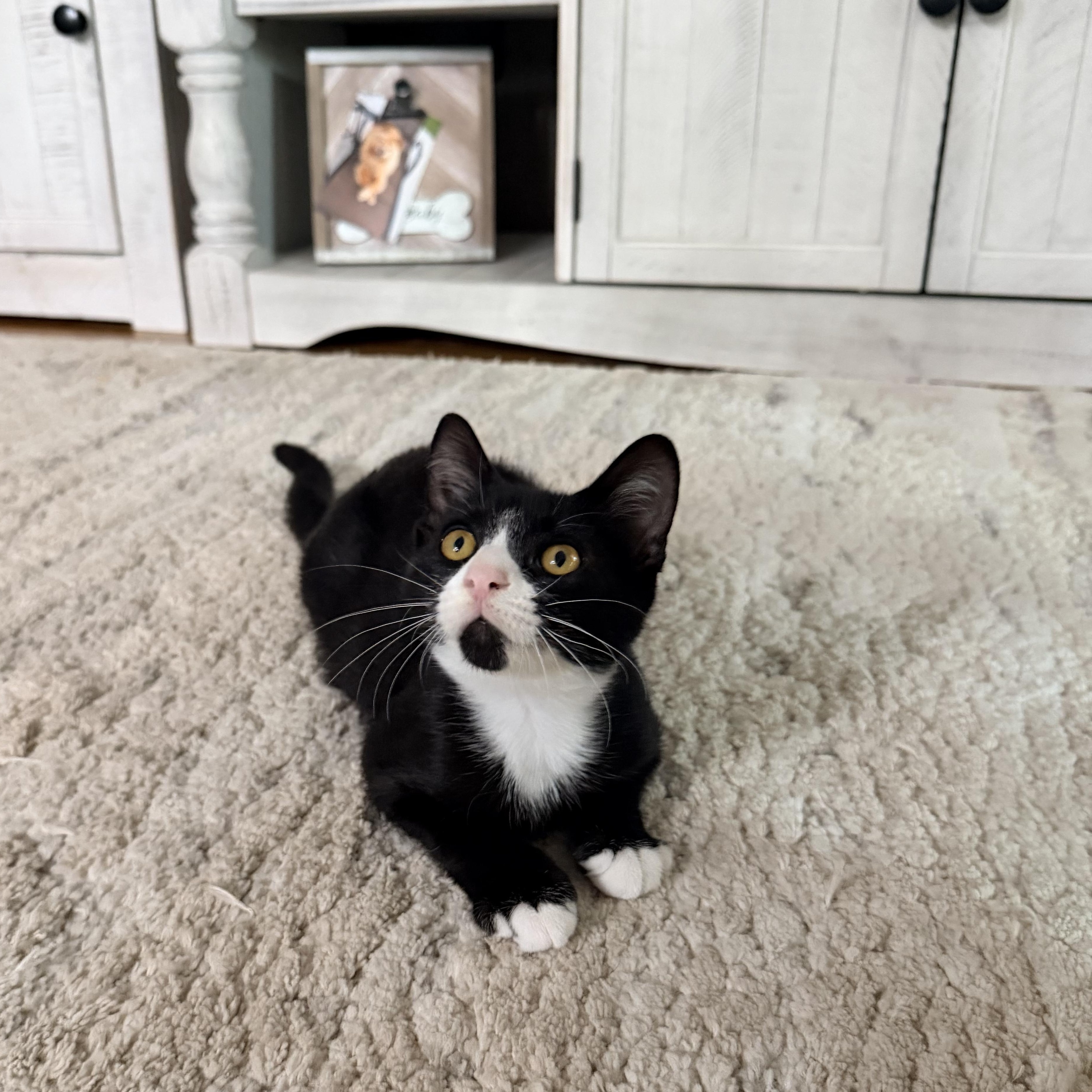 Enlarge WAYLAND, a Adoptable American Shorthair in Manchester, CT image 2/6